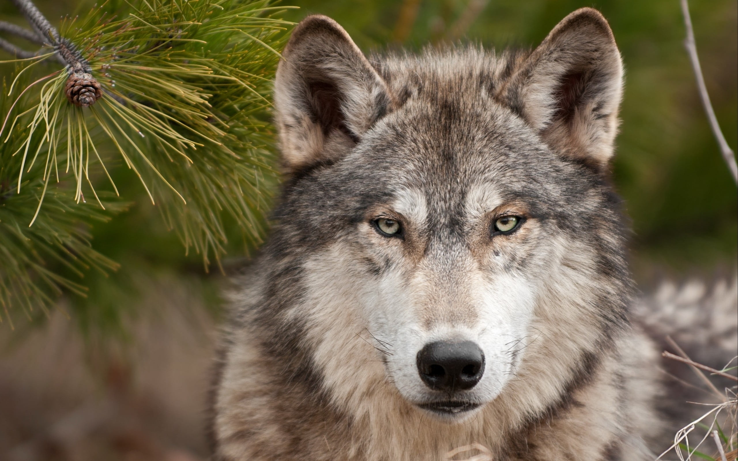 Gray Wolf, Shallow focus photography, Brown, HD wallpaper, 2560x1600 HD Desktop