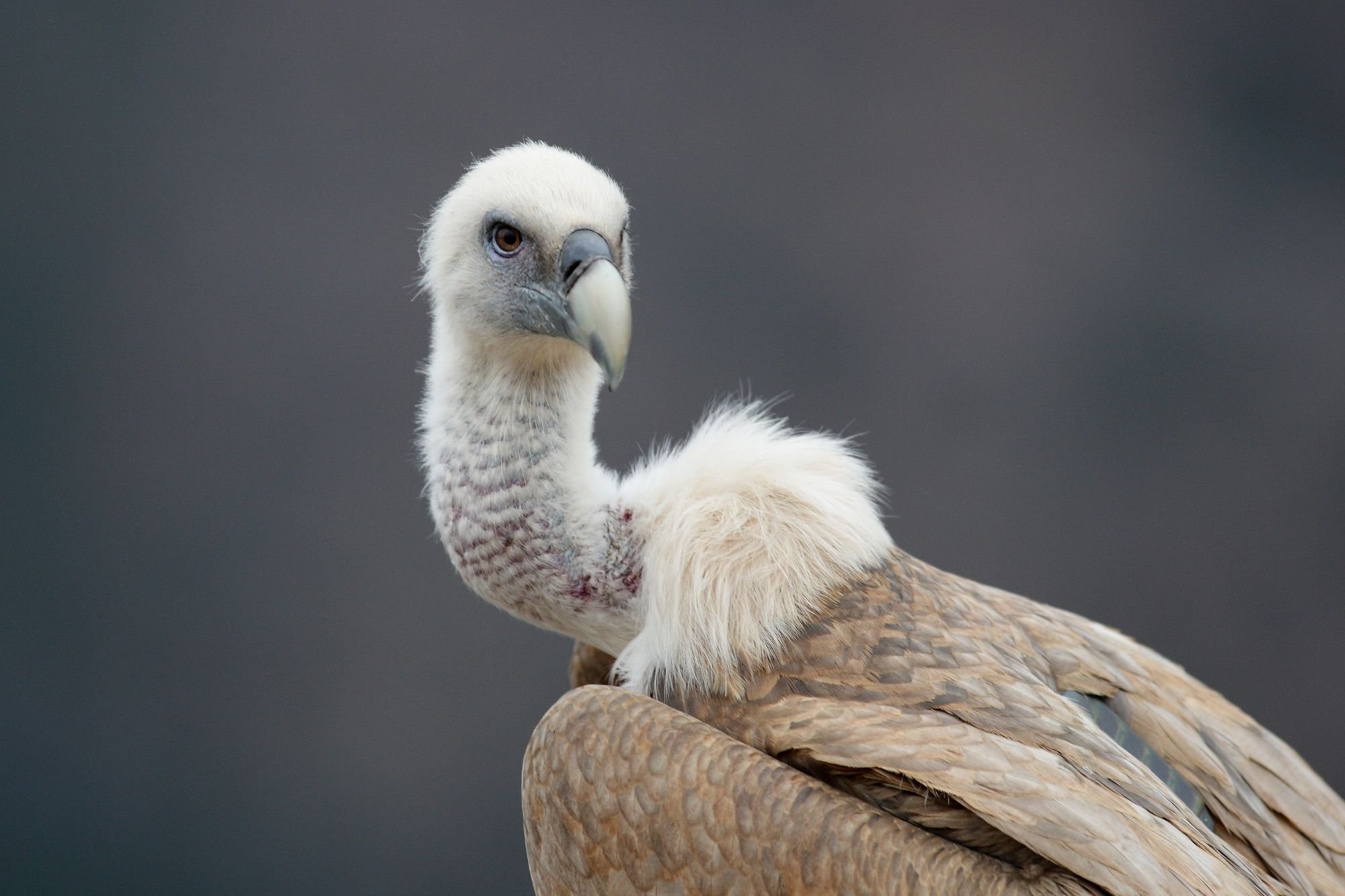 Griffon Vulture wallpapers, Full HD, Stunning visuals, 2000x1340 HD Desktop