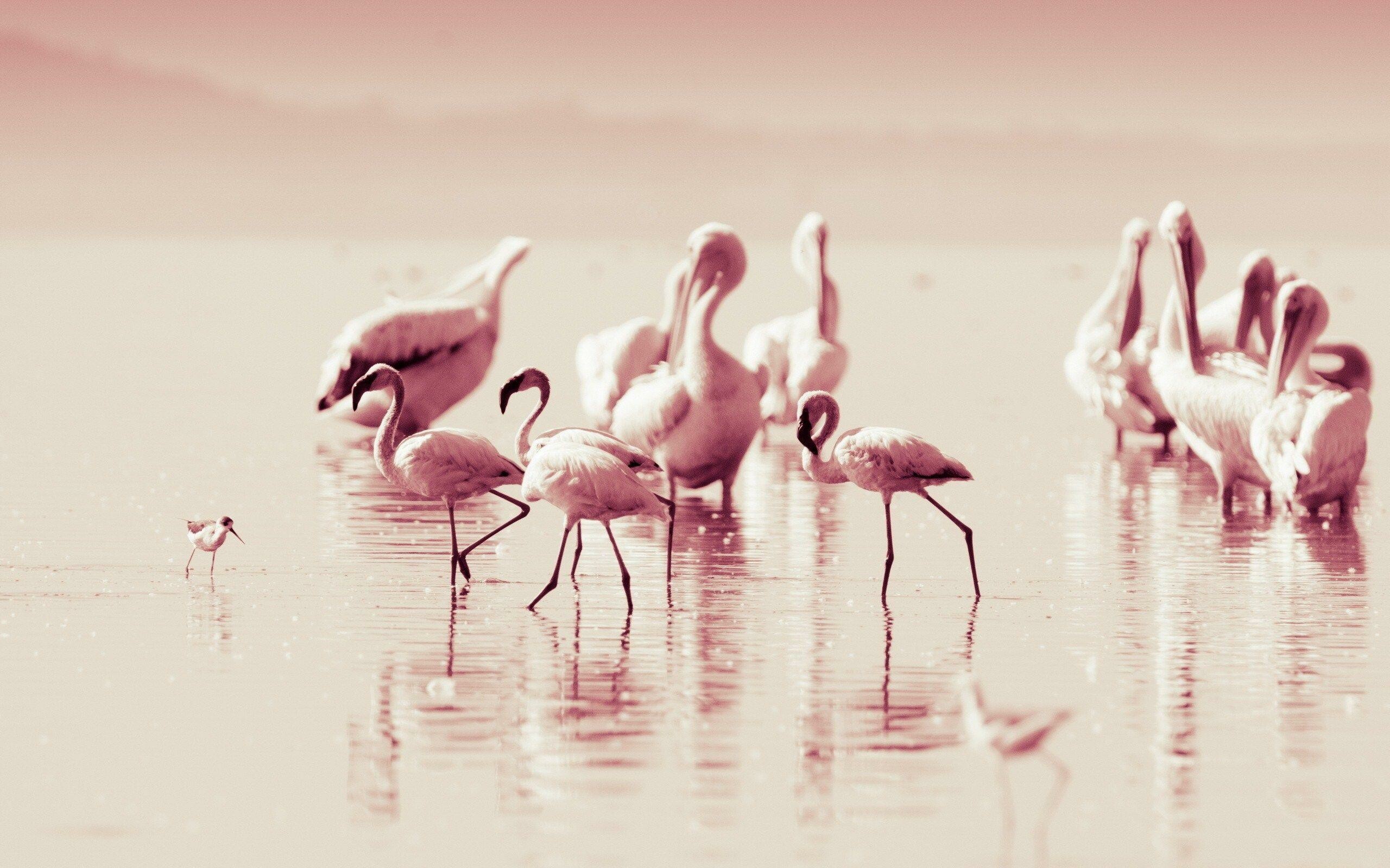 Flamingo wallpapers, Delicate beauty, Nature-inspired backgrounds, Bird's elegance, 2560x1600 HD Desktop