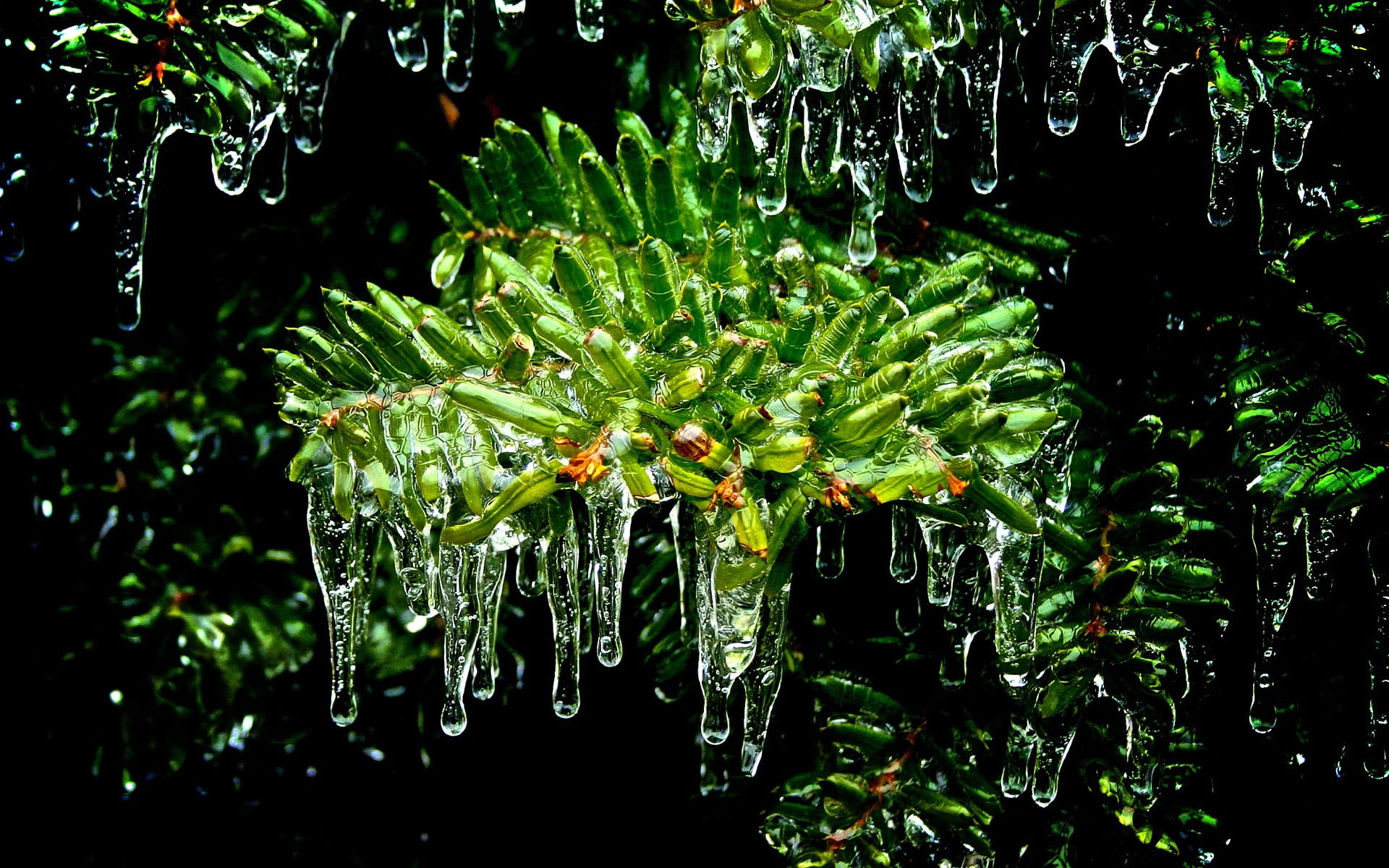 Botany, Biology Wallpaper, 1920x1200 HD Desktop