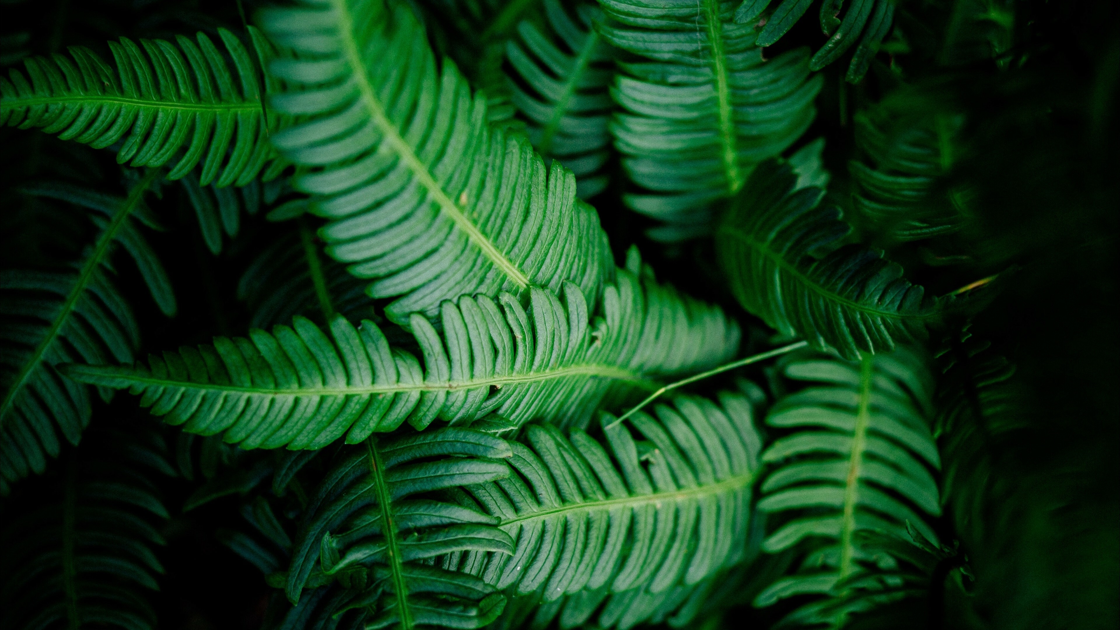 Fern, Leaves Wallpaper, 3840x2160 4K Desktop