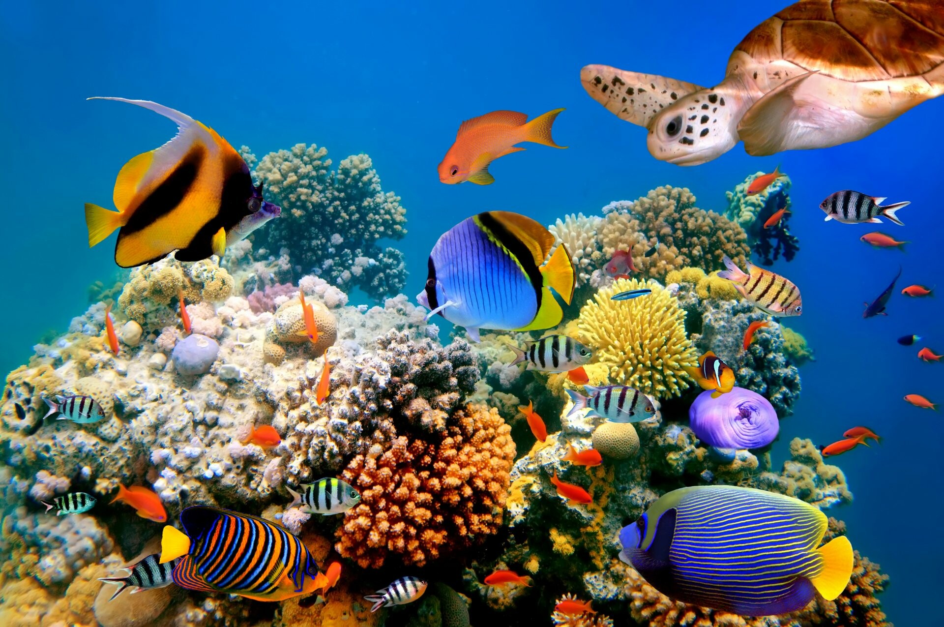 4K ultra HD, Coral reef wallpapers, Breathtaking backdrop, Marine life, 1920x1280 HD Desktop
