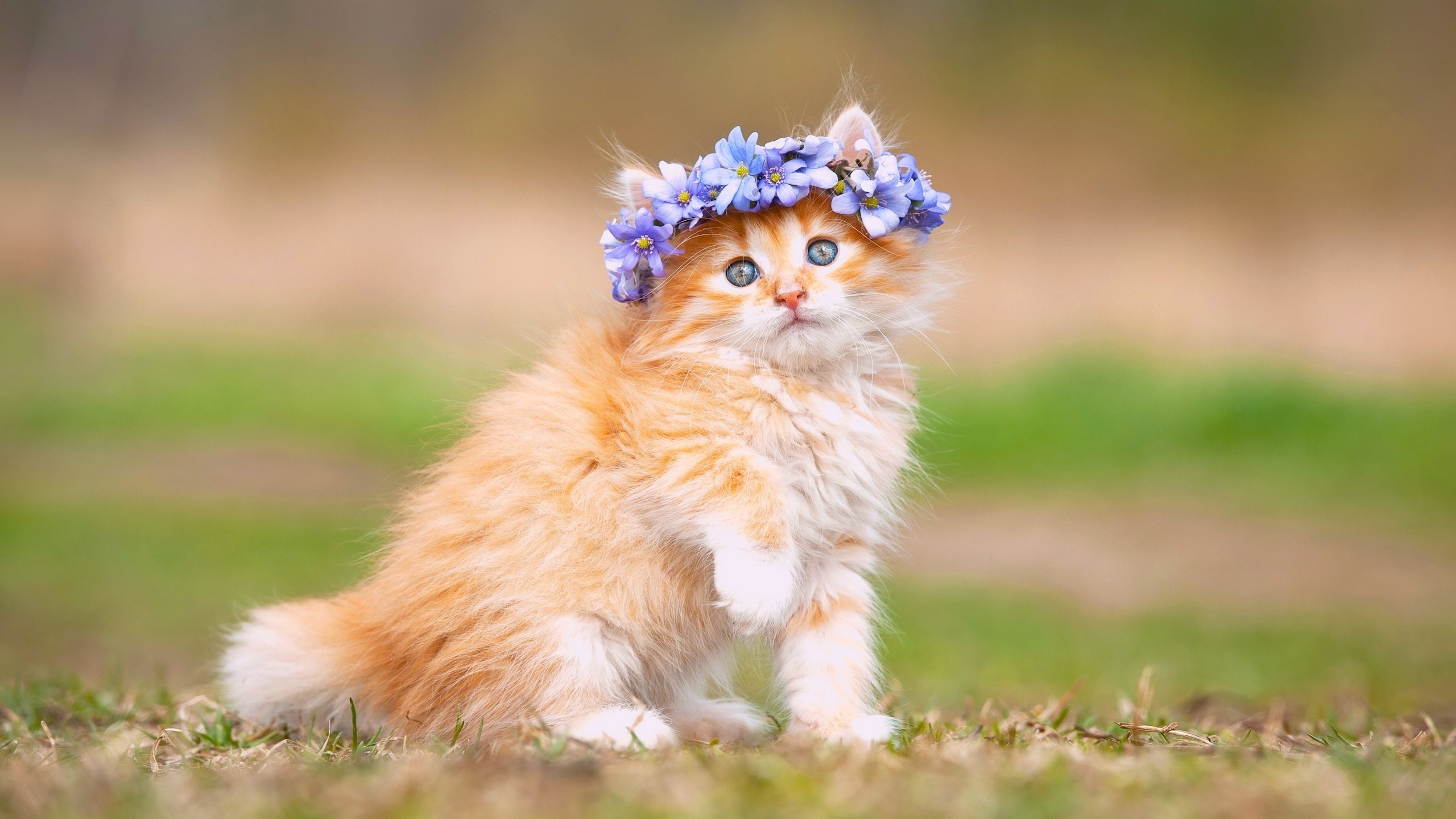 Fluffy ginger kitten, Blue flower crown, Green grass field, HD Desktop wallpaper