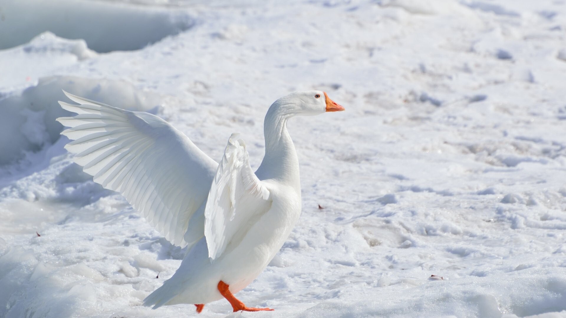 Snow goose in 4K, Breathtaking wallpaper, Stunning image, Winter beauty, 1920x1080 Full HD Desktop