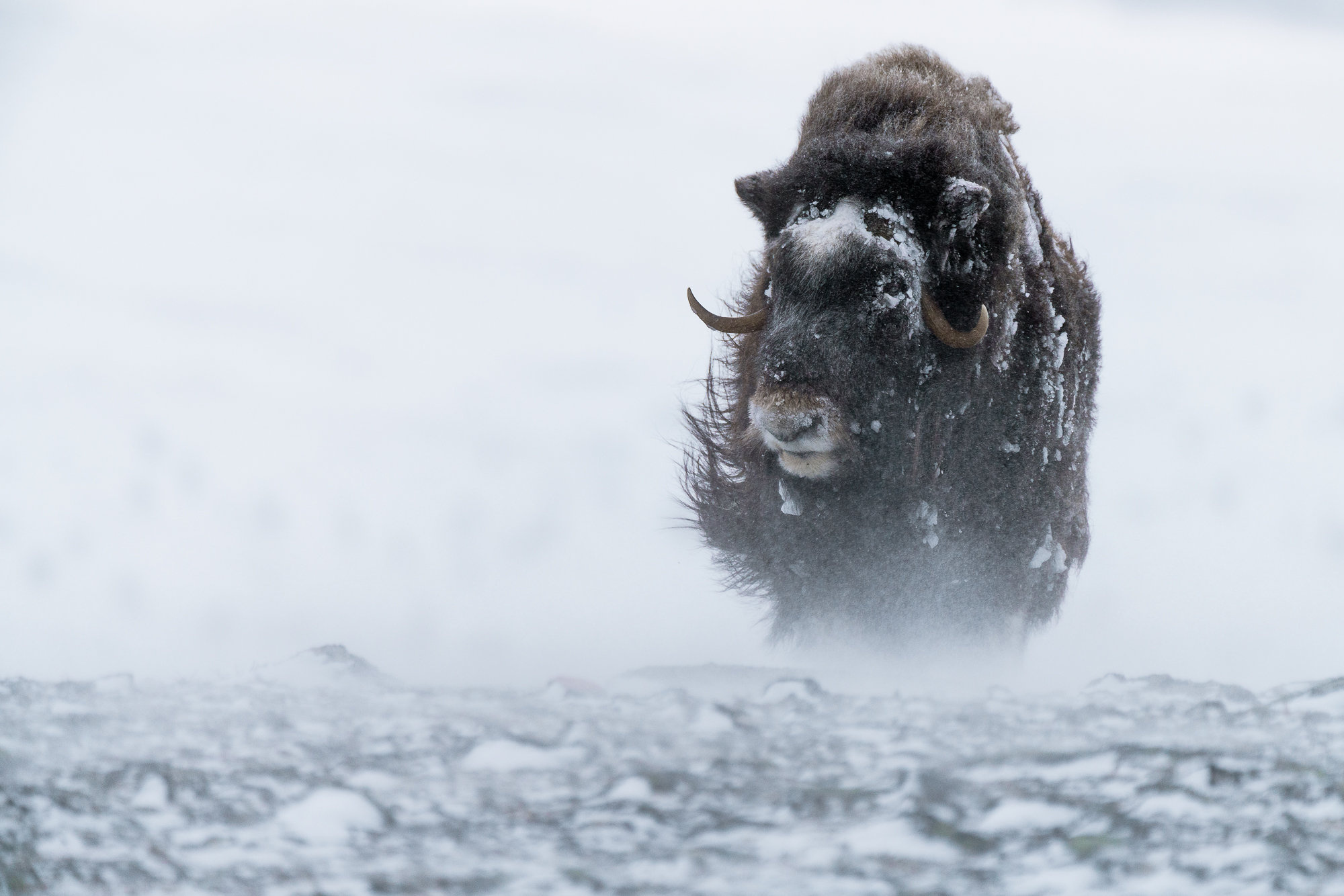 Musk ox, Natural habitat, Digital photography, Review, 2000x1340 HD Desktop