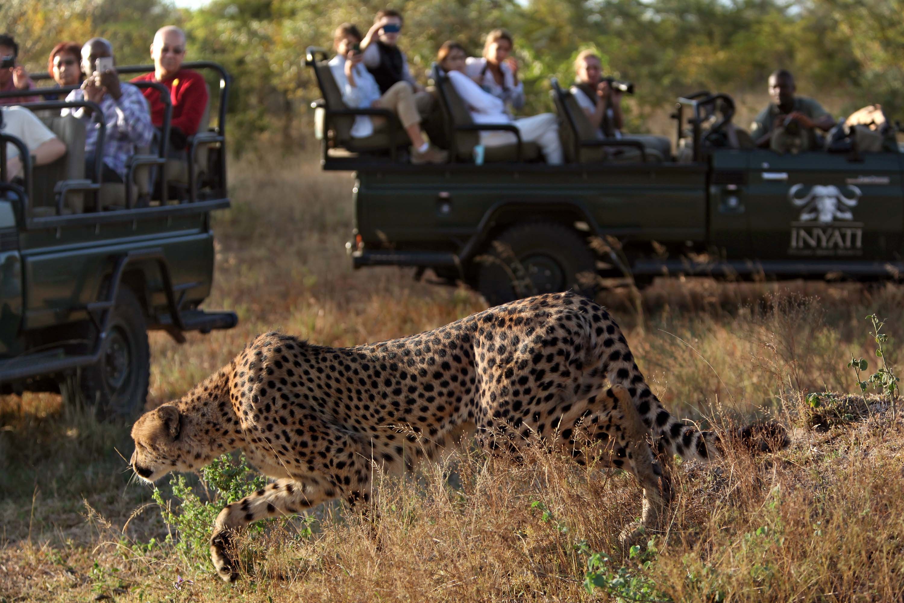 Kruger technology rules, Visitor protection, Animal conservation, Future advancements, 3000x2000 HD Desktop