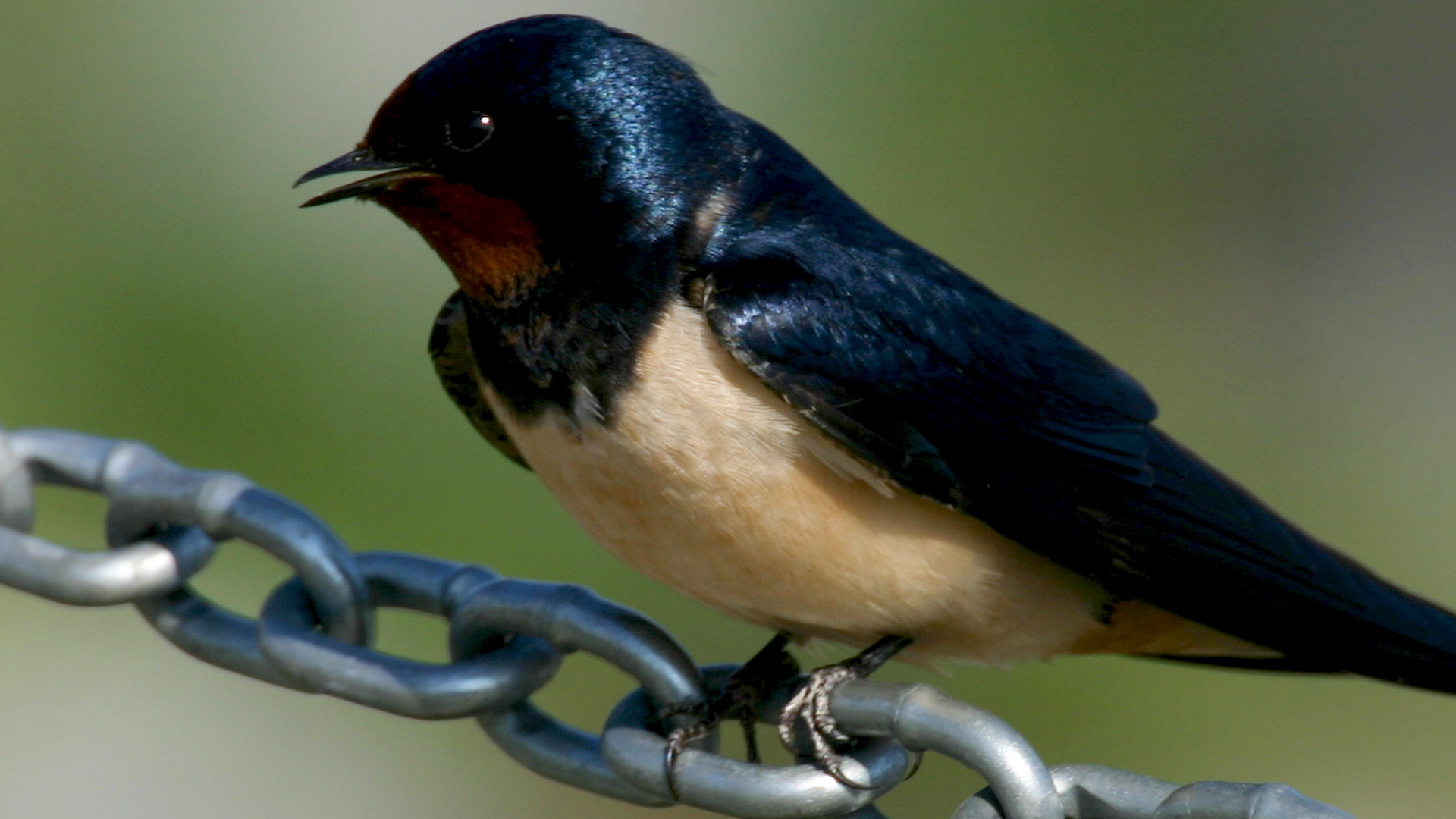 One man's mission, Save Hungary's swallows, Avian conservation, Bird protection, 1920x1080 Full HD Desktop