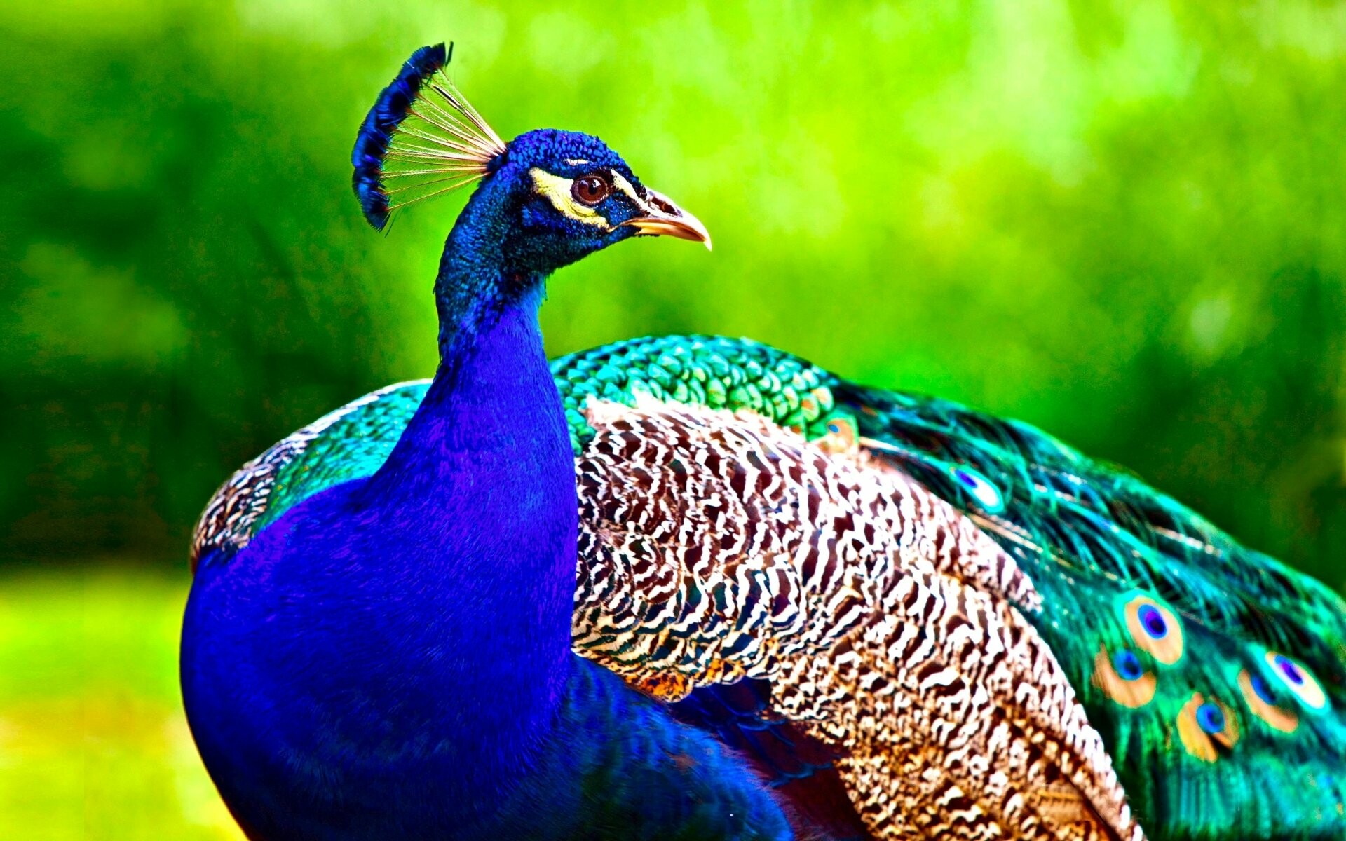4K ultra HD, Pfau wallpapers, Stunning backgrounds, Beauty, 1920x1200 HD Desktop