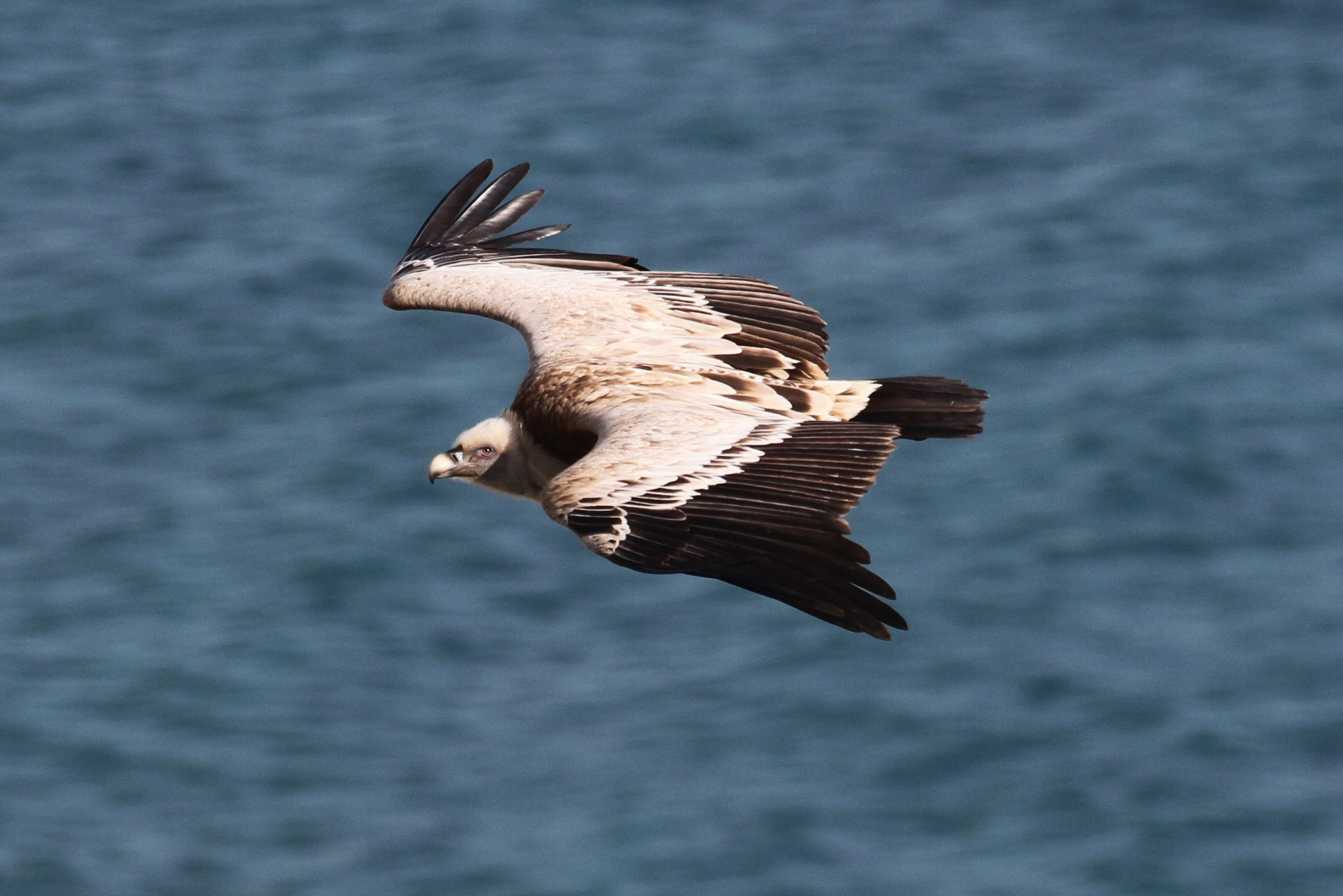 Griffon Vulture, Birdlife Cyprus, Diverse bird species, 2310x1540 HD Desktop