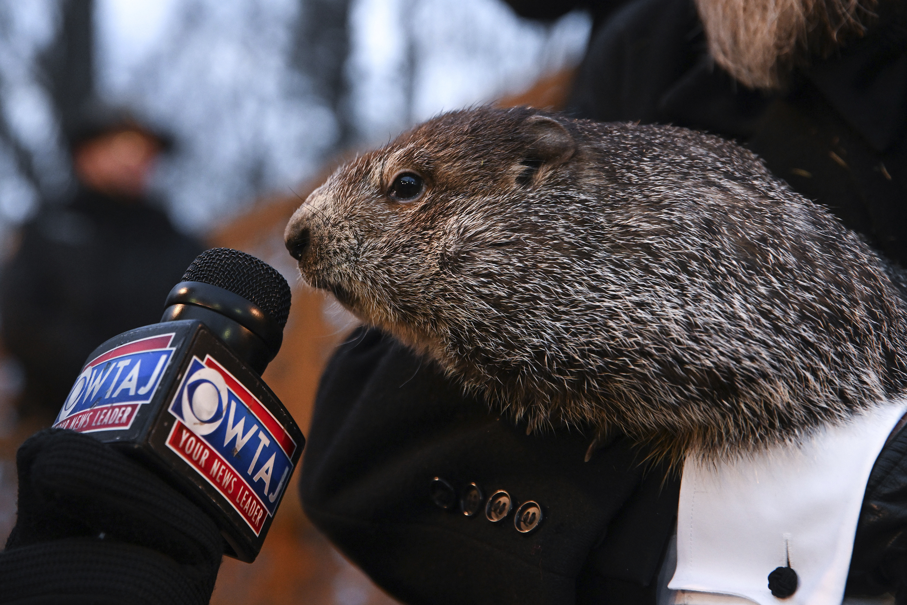 Groundhog, Winter prediction, The Washington Post, 3000x2000 HD Desktop