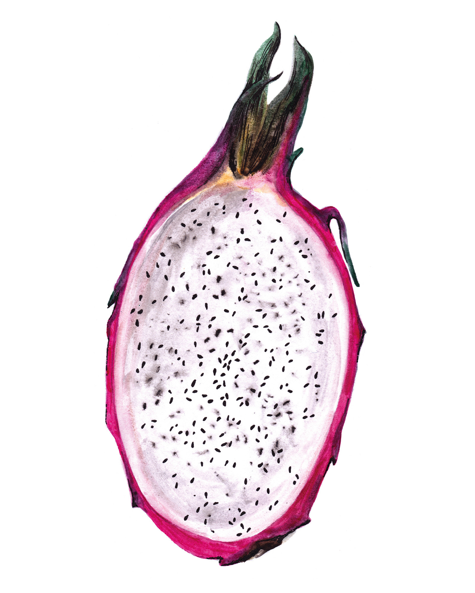 Dragon Fruit, Postcard design, Illustration by Nikola Logosova, Artistic representation, 1600x2000 HD Phone