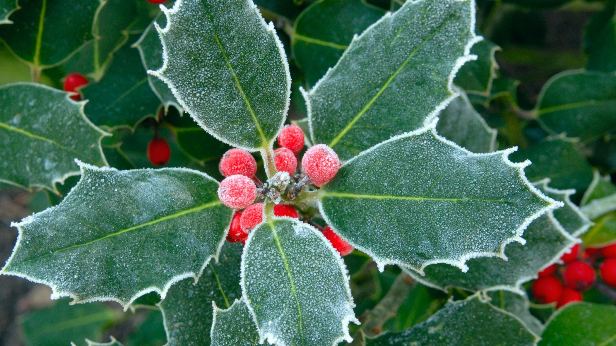 Frosted, Holly Tree Wallpaper, 2560x1440 HD Desktop