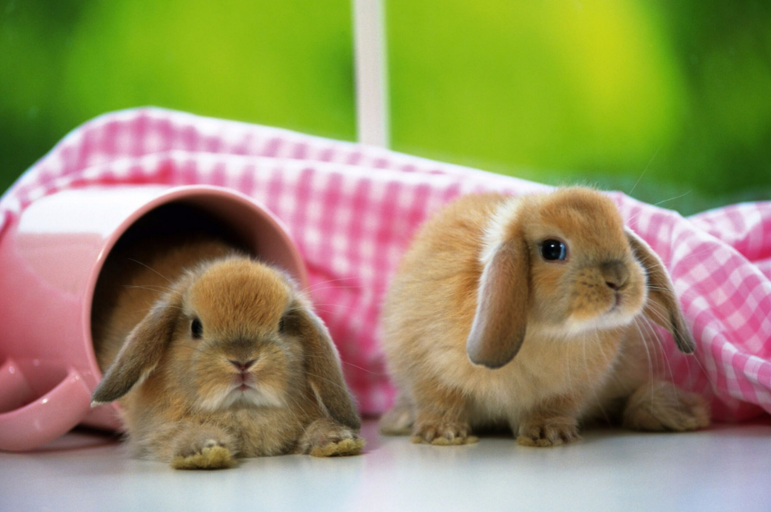 American Fuzzy Lop, Rabbits Wallpaper, 2560x1700 HD Desktop