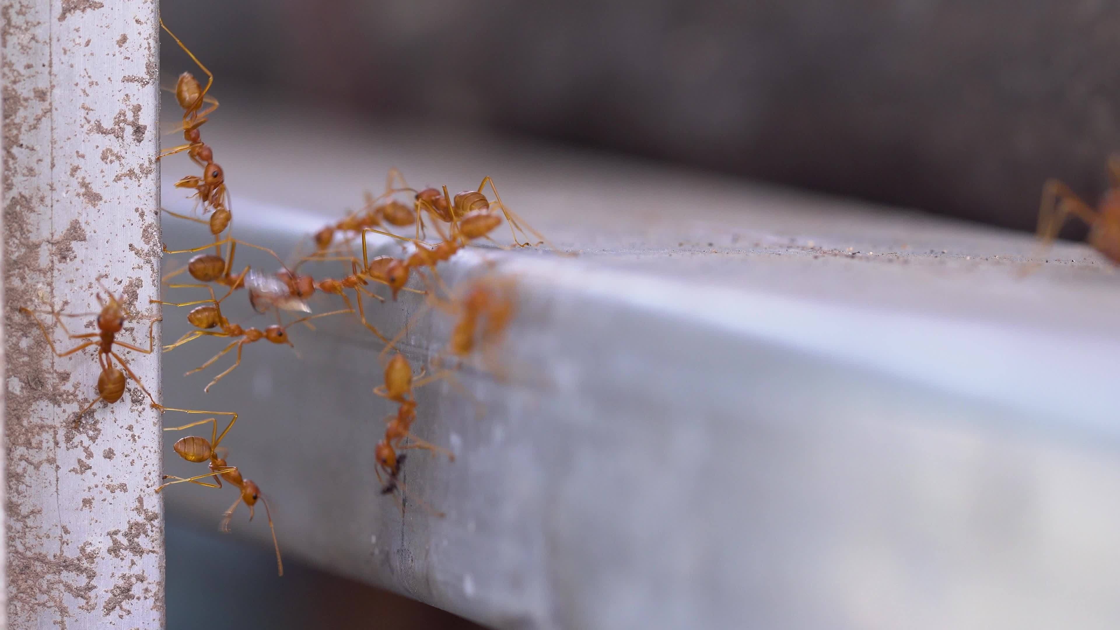 Red ant unity team, Ant bridge formation, Concept of teamwork, Cooperative behavior, 3840x2160 4K Desktop