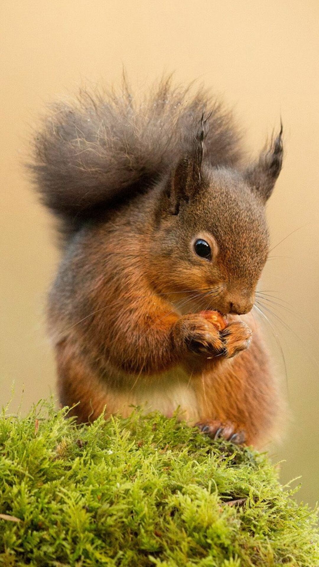 Squirrel, Android iPhone desktop, HD backgrounds, Pet birds, 1080x1930 HD Phone