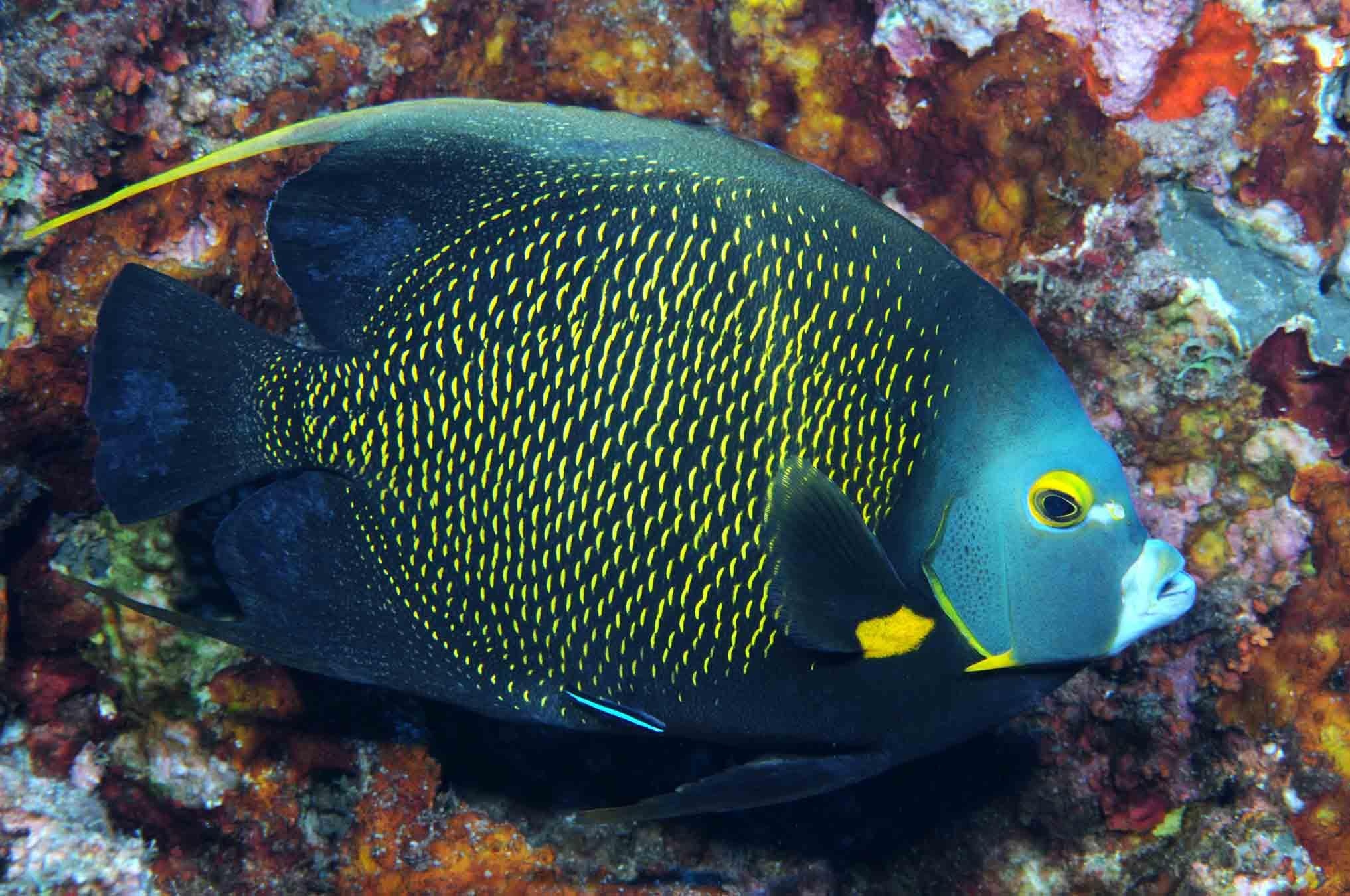 Angelfish, French Angelfish, Wallpaper, Baltana, 2040x1350 HD Desktop