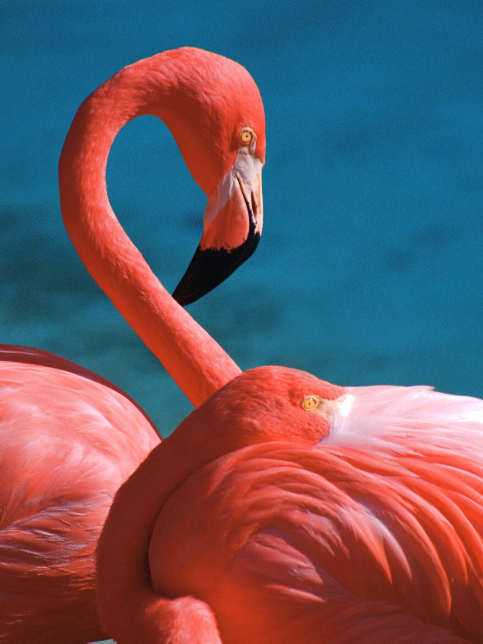 Flamingo computer wallpapers, Free download, Desktop backgrounds, High quality, 1540x2050 HD Phone