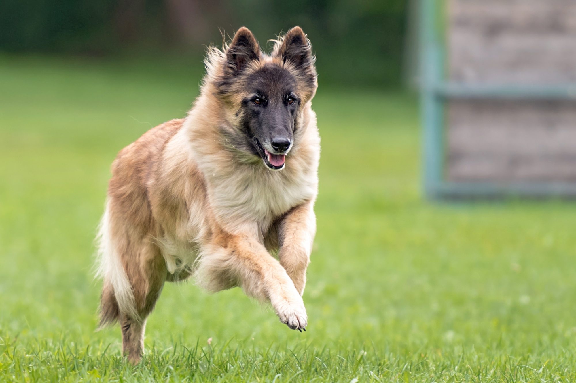 Jump, Belgian Tervuren Wallpaper, 2000x1340 HD Desktop