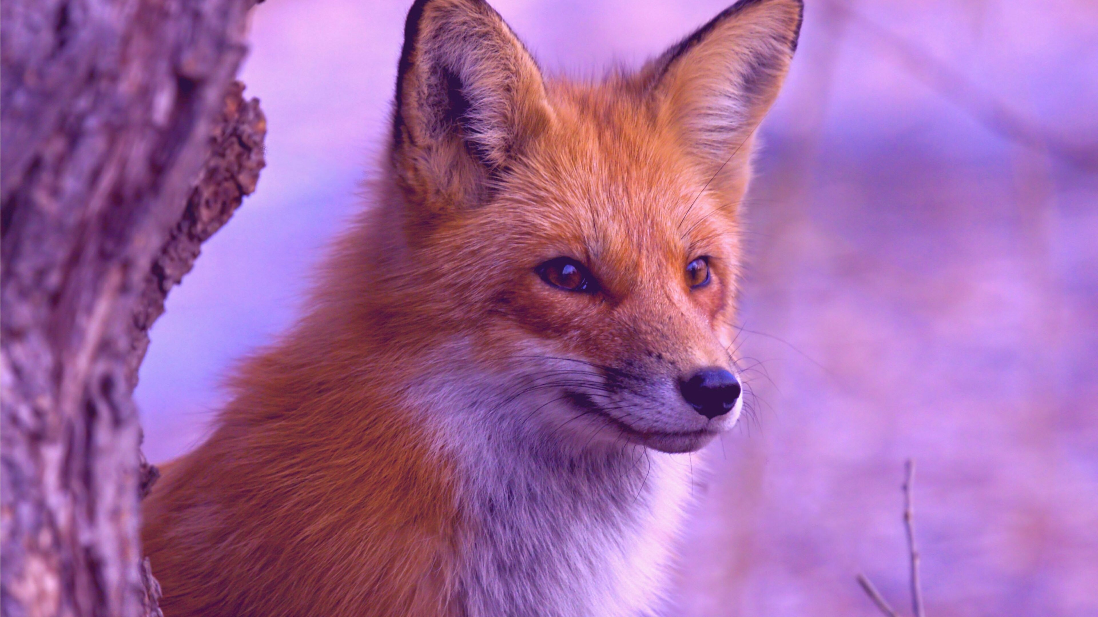 4K fox wallpapers, High quality download, Stunning visuals, Varied themes, 3840x2160 4K Desktop