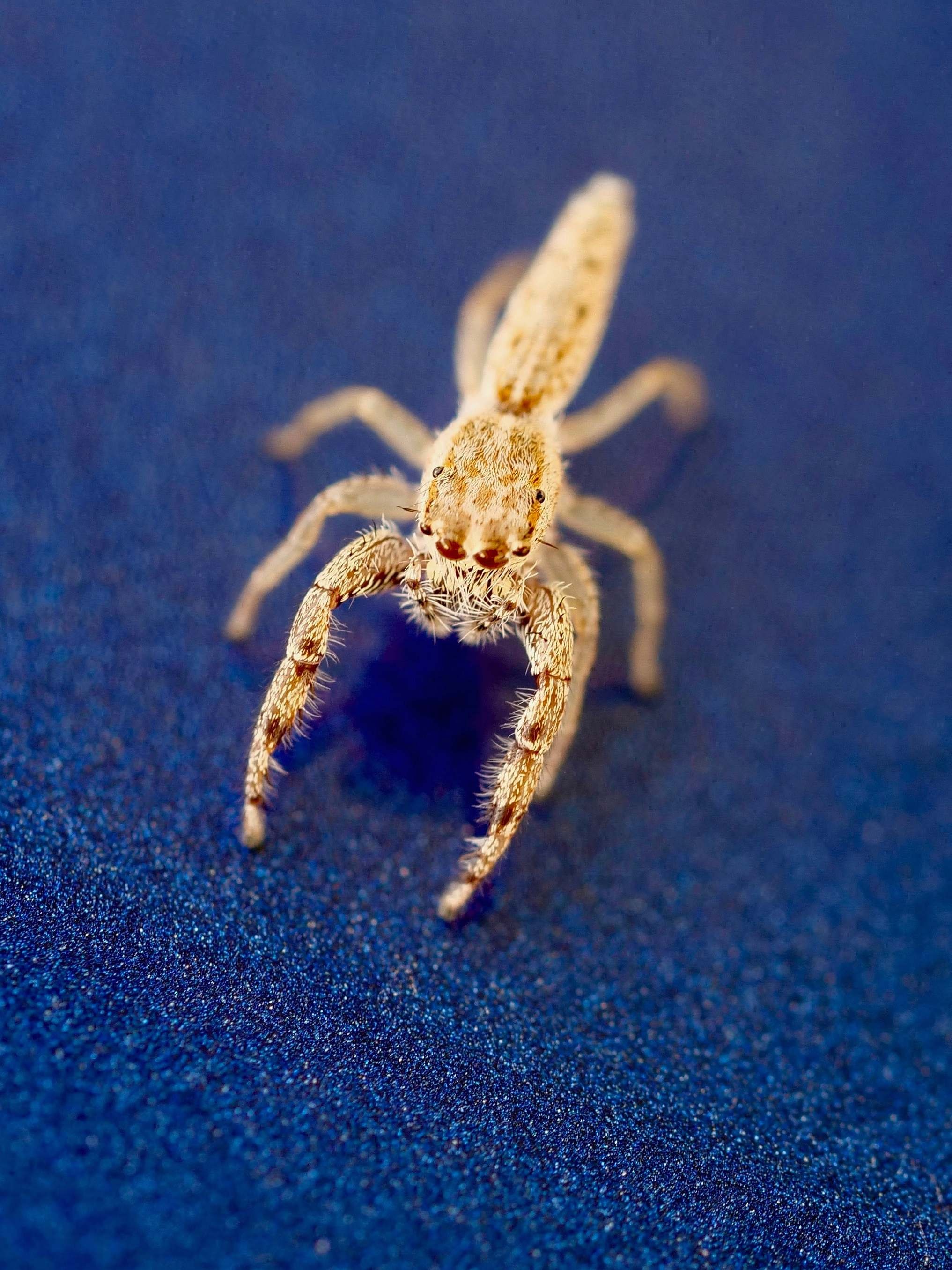 Brown spider beauty, Animal photography glory, Free download wallpaper, Captivating visuals, 2040x2720 HD Phone