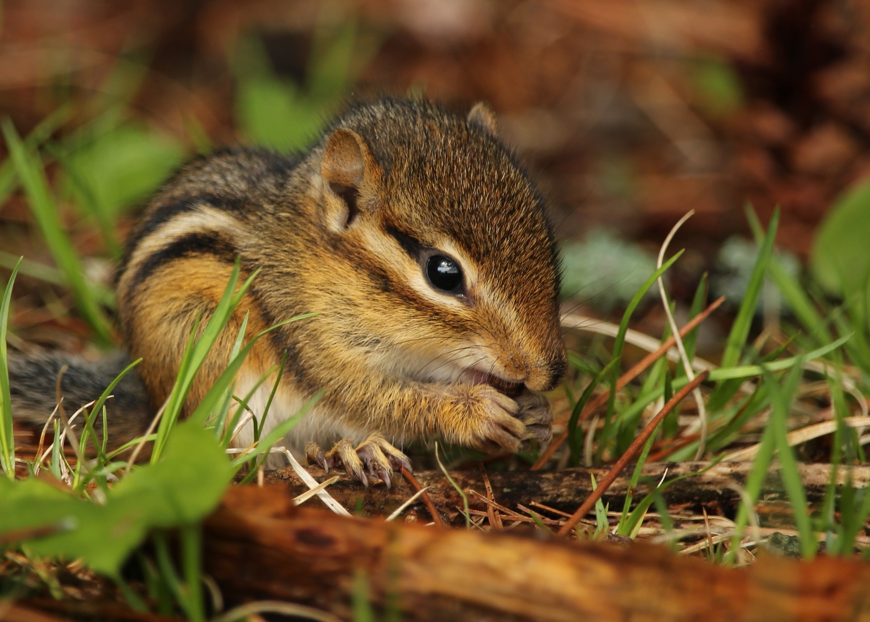 Chipmunk, Leafy delight, Close-up view, HD wallpaper, 2840x2030 HD Desktop