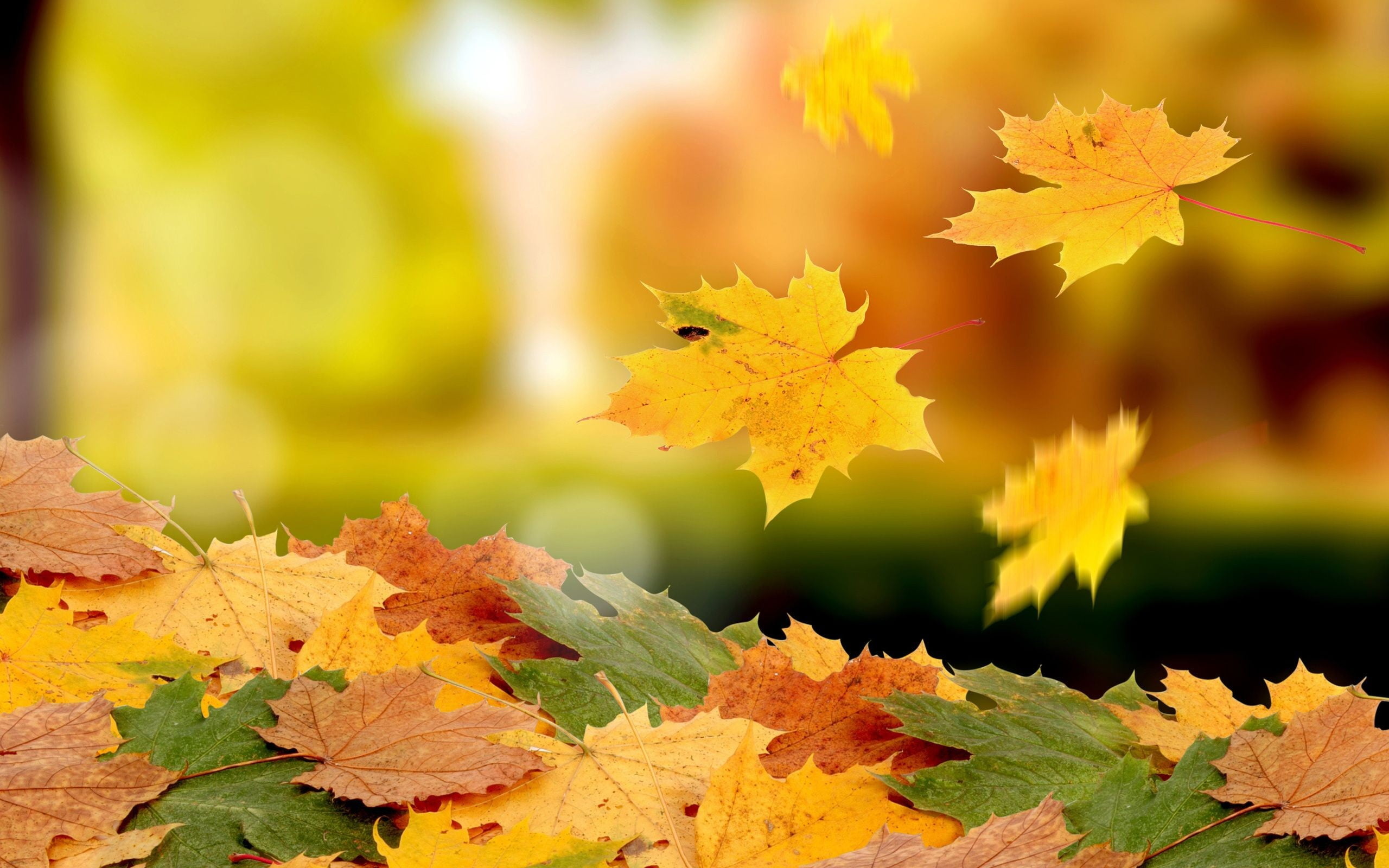 Pile, Maple Leaves Wallpaper, 2560x1600 HD Desktop