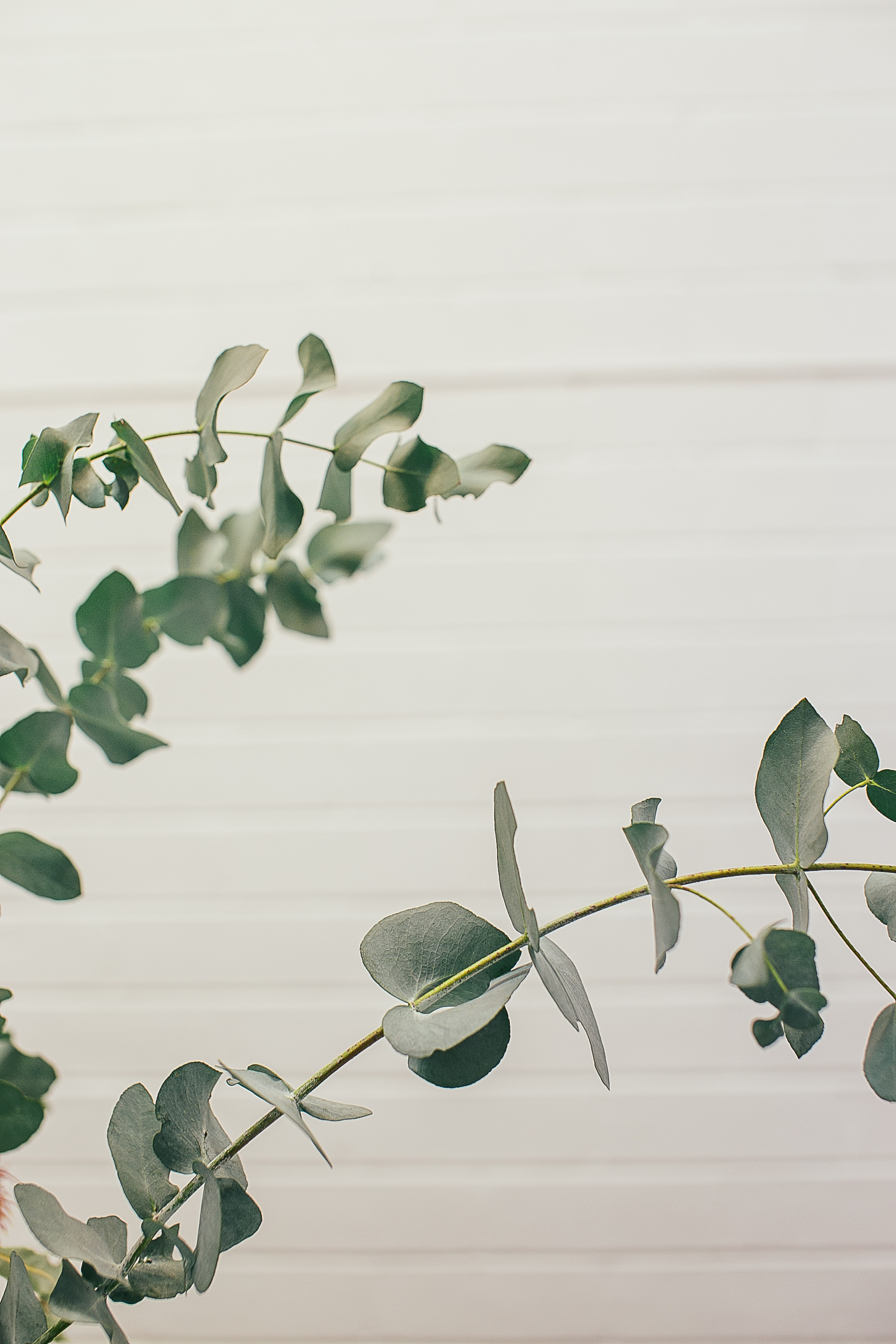 Graceful eucalyptus branches, Natural beauty, Australian flora, Majestic trees, 1830x2740 HD Phone