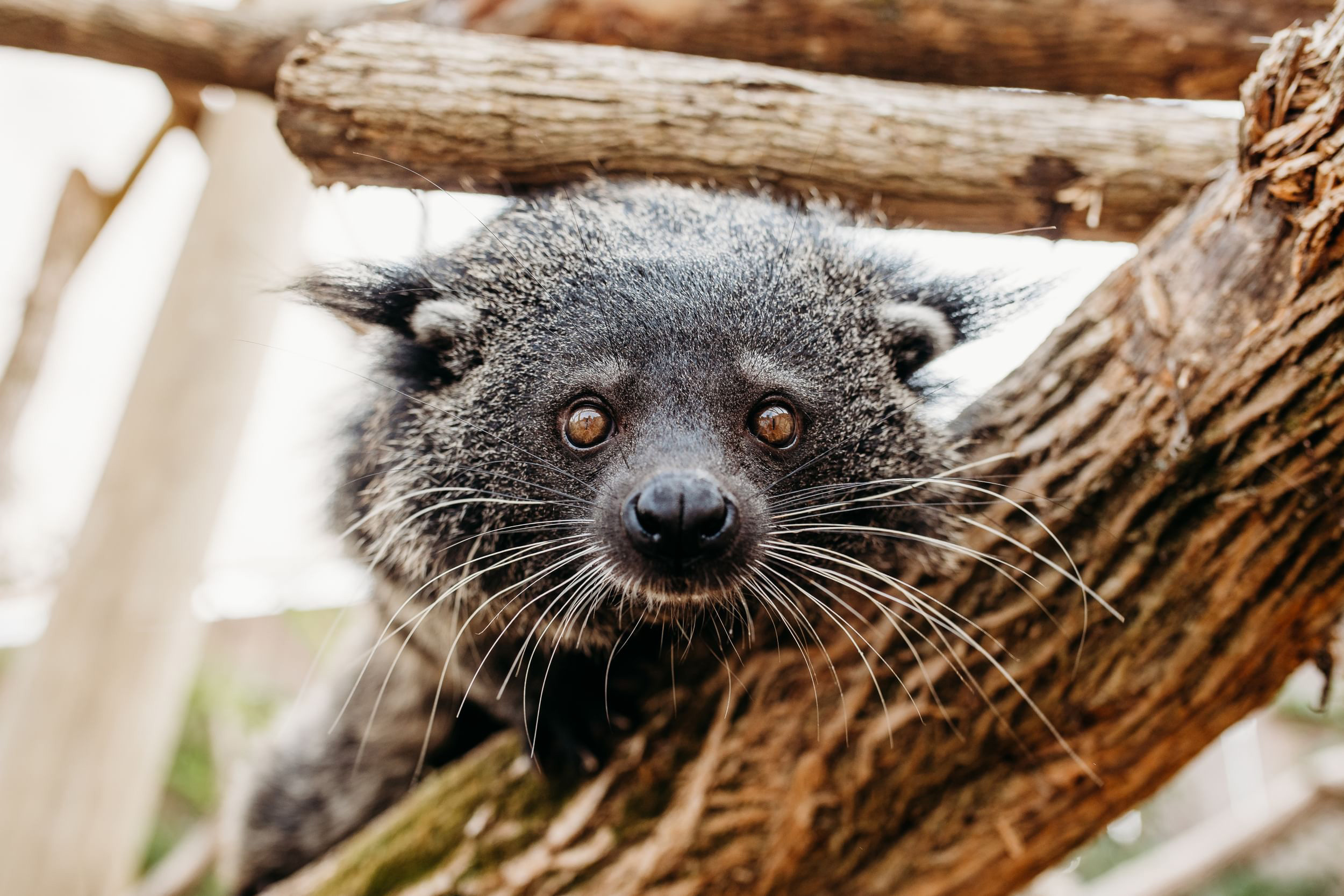 Binturong species, Ark Encounter resident, Fondness for fruits, Nocturnal hunter, 2500x1670 HD Desktop