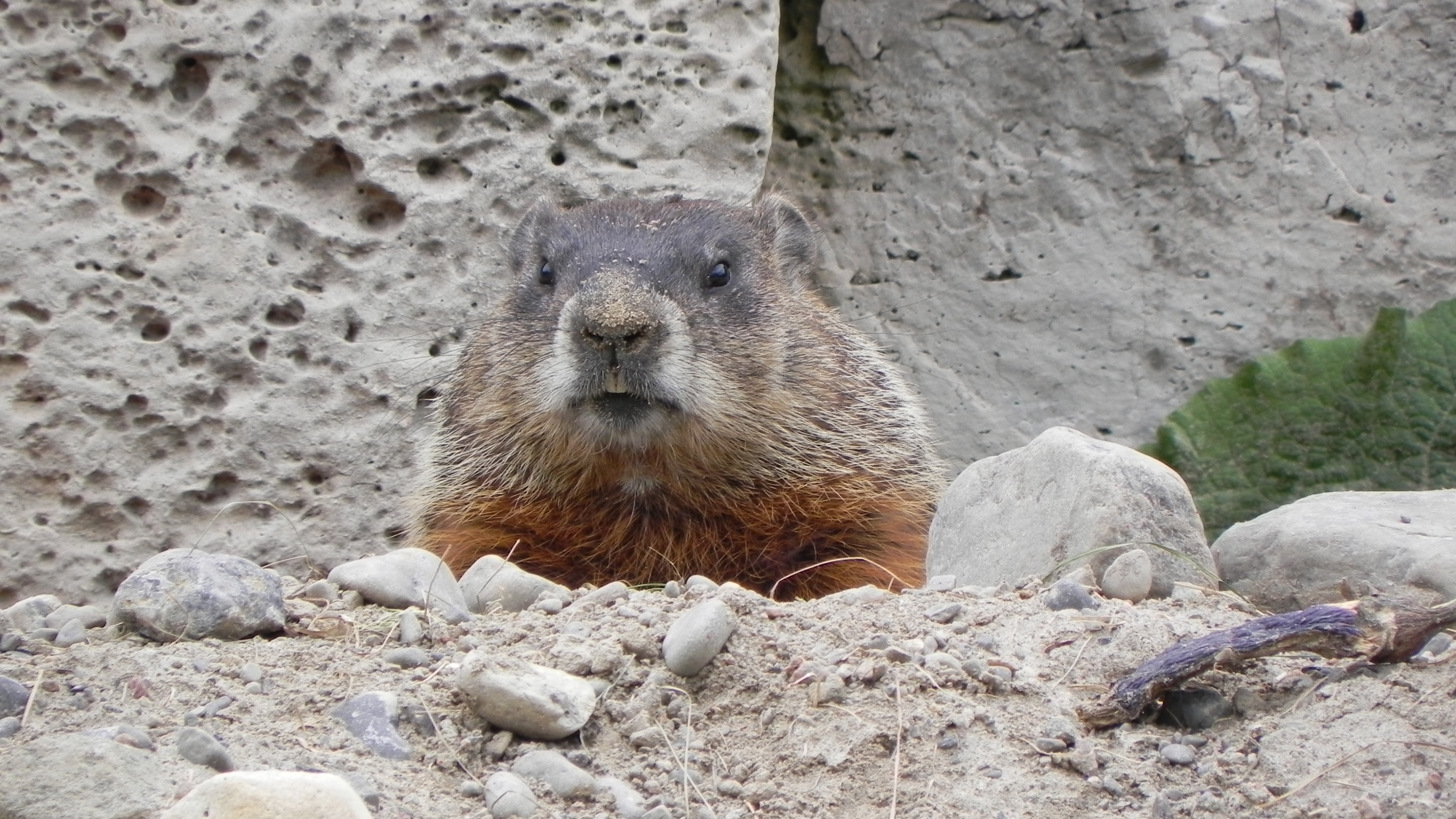 Free download Groundhog wallpaper ForWallpapercom for your Desktop, Mobile \u0026 Tablet | Explore 75+ Groundhog Day Wallpaper | Happy Groundhog Day Wallpaper 3590x2020