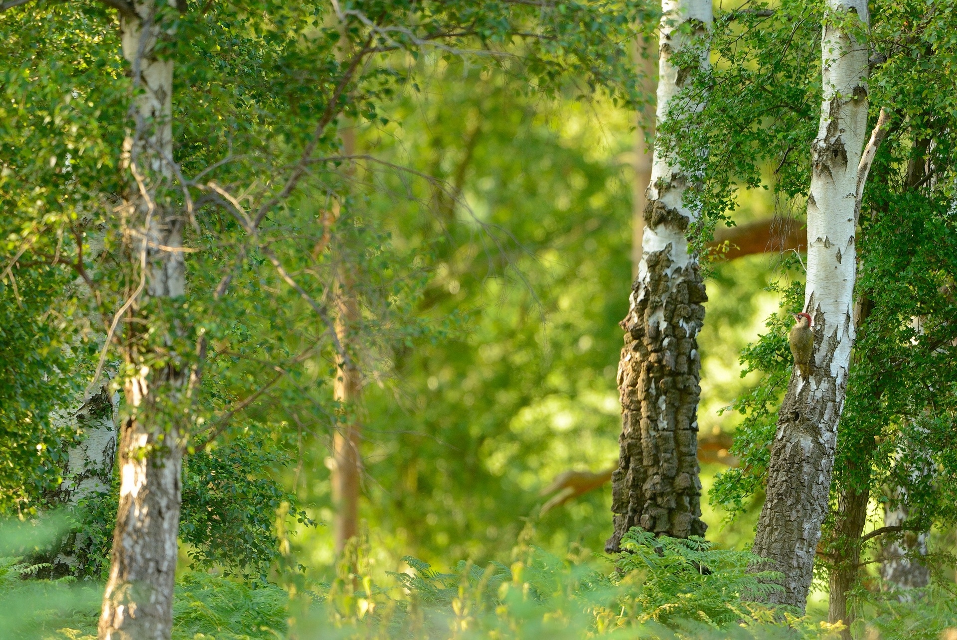 Birch bird green trees, Woodpecker wallup, HD wallpapers, 1920x1290 HD Desktop