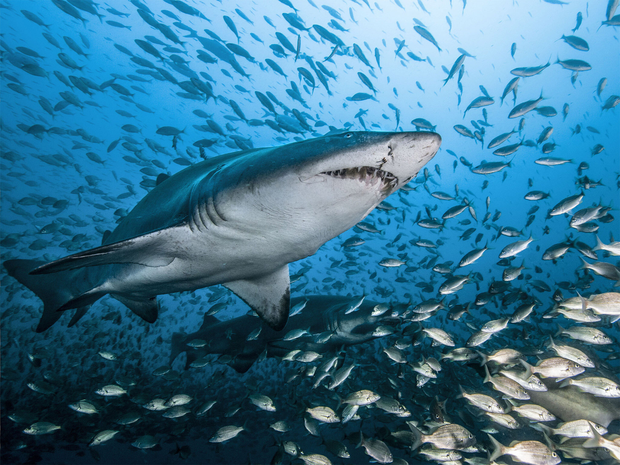 Close-up, Sharks Wallpaper, 2050x1540 HD Desktop