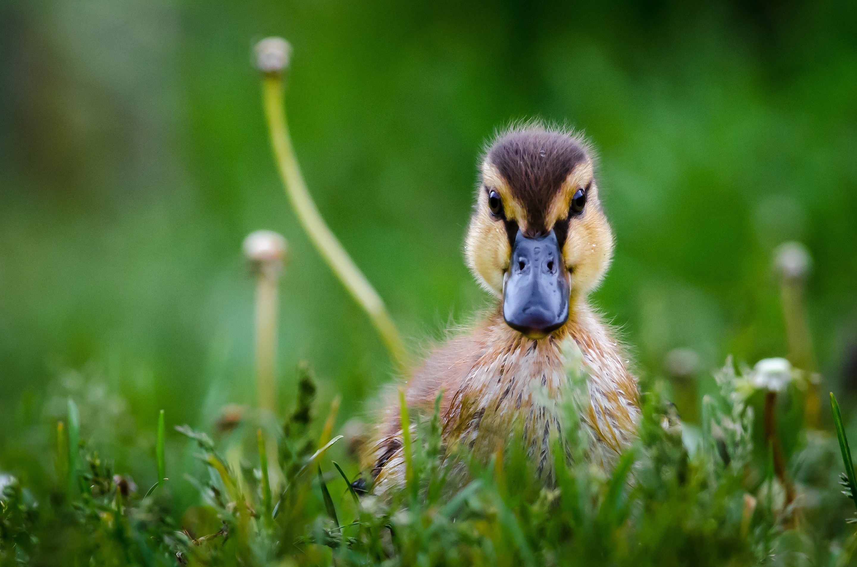 Adorable ducklings, Soft yellow down, Precious innocence, Cute fluff, 2880x1910 HD Desktop