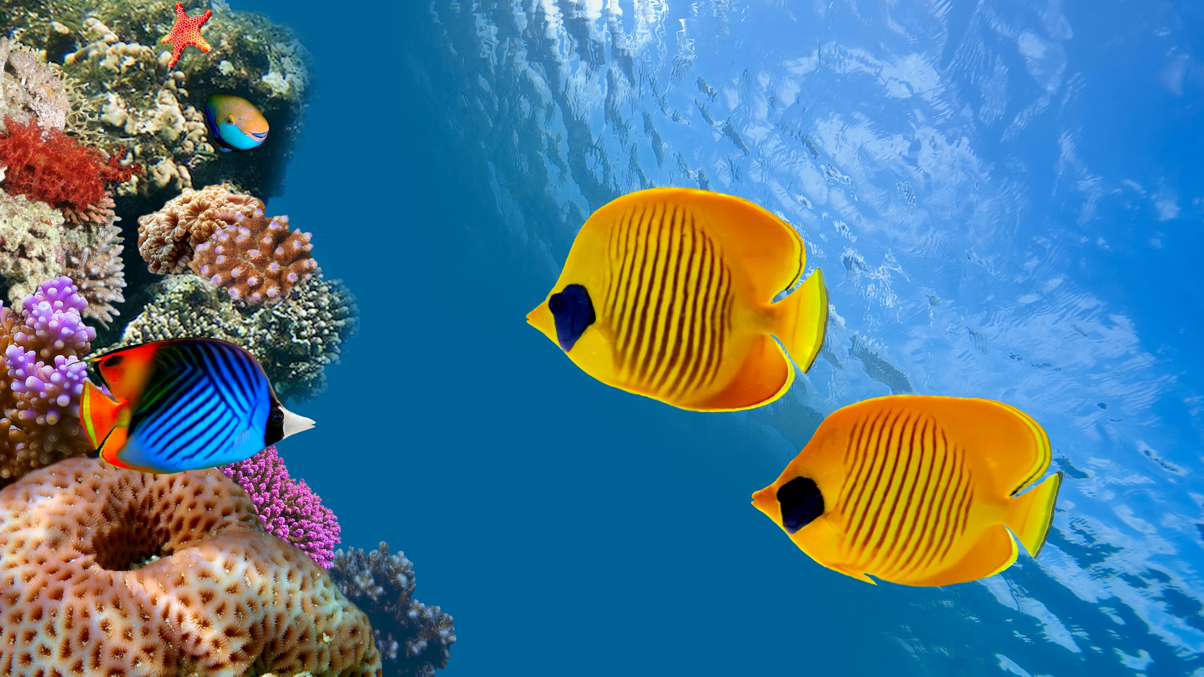 Colorful tropical fish, Stunning ocean scenery, Vibrant underwater ecosystem, Exquisite marine species, 3840x2160 4K Desktop