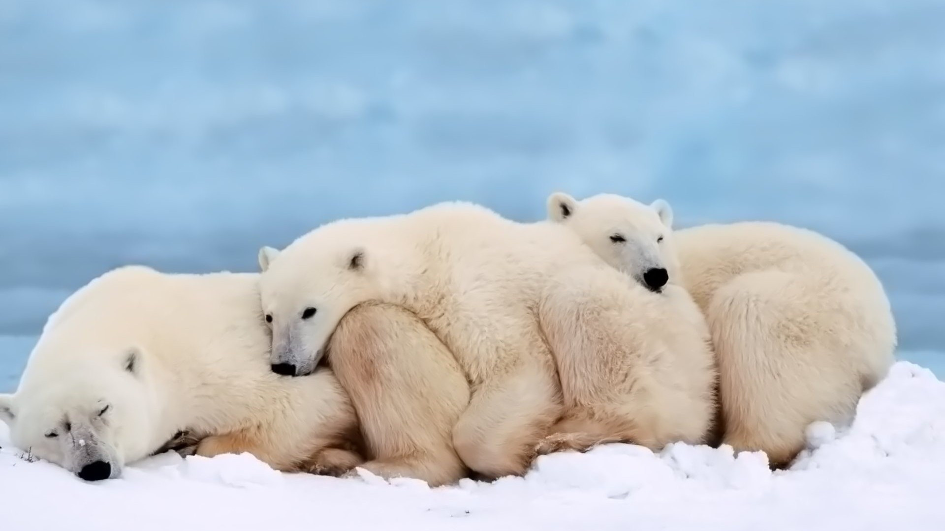 Polar bears, Family Wallpaper, 1920x1080 Full HD Desktop