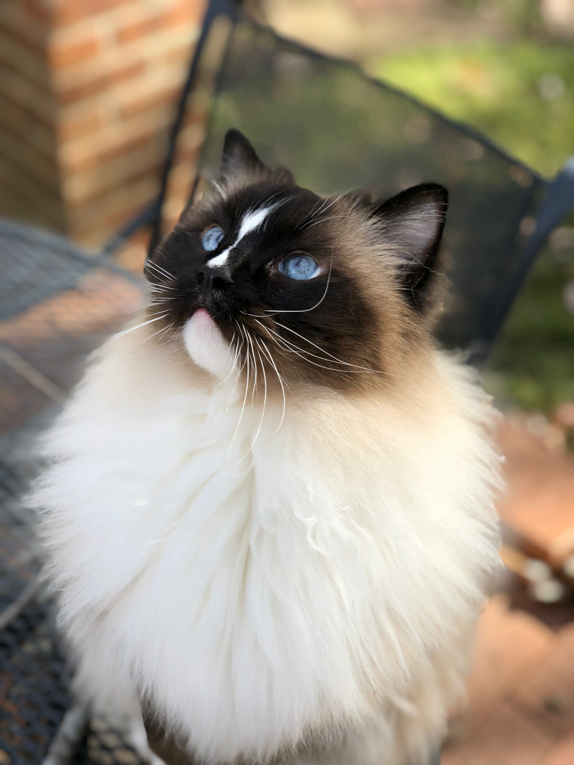 Bi-colored, Ragdoll Wallpaper, 1920x2560 HD Phone