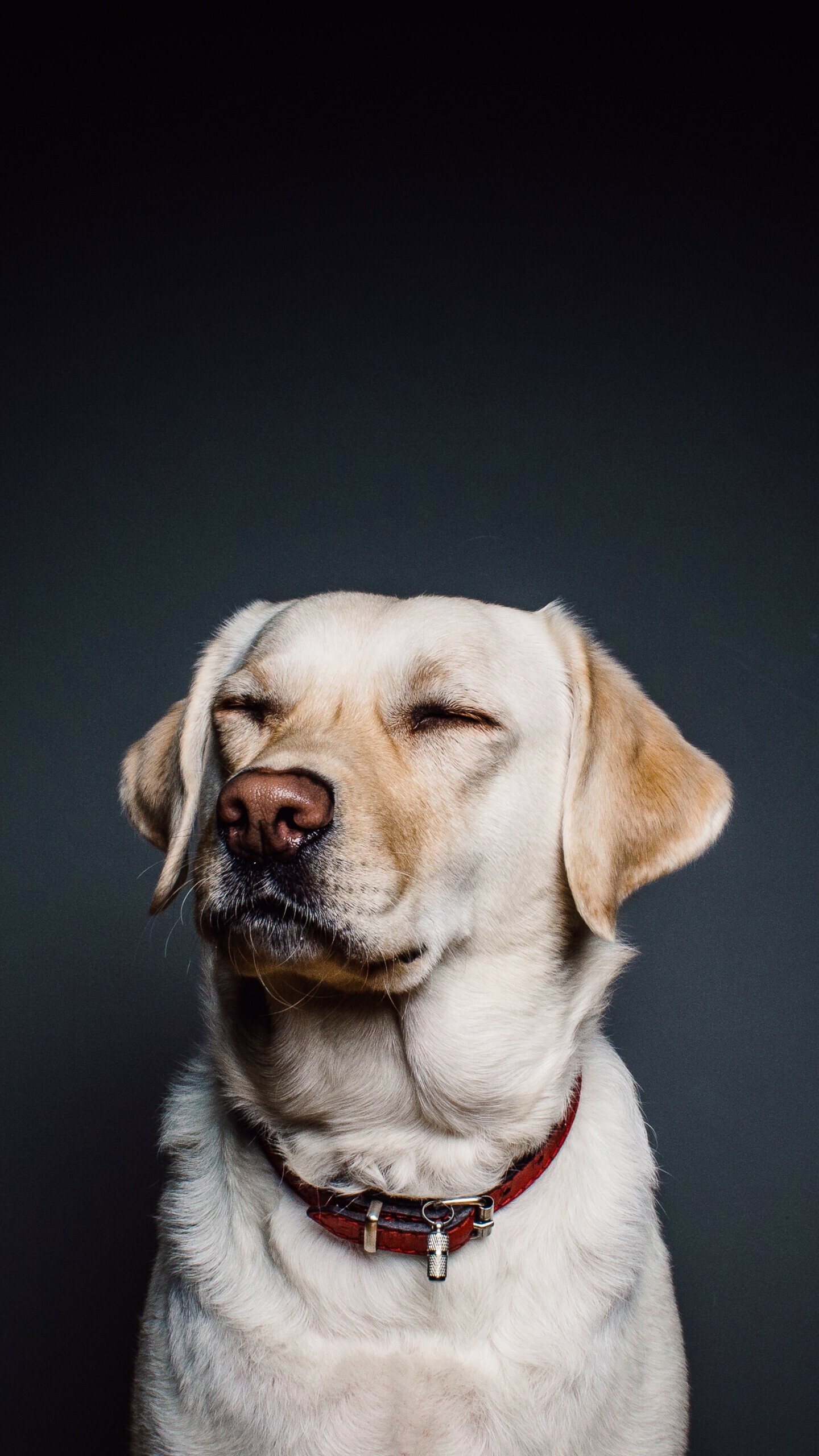 Labrador dog, Mobile wallpaper, Shareable beauty, Perfect companion, 1440x2560 HD Phone