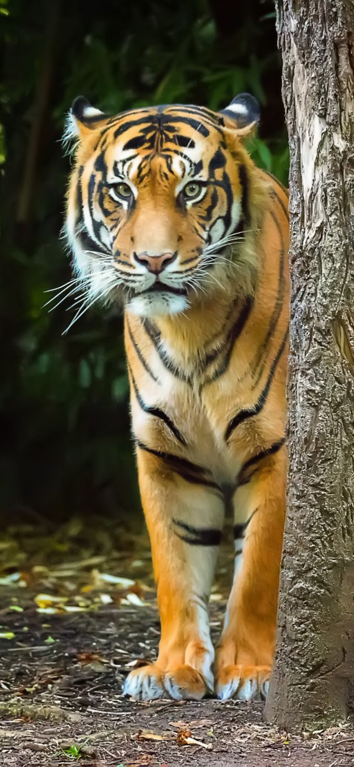 Bengal tiger, Striking wallpaper, iPhone 12 pro, Captivating predator, 1170x2540 HD Phone