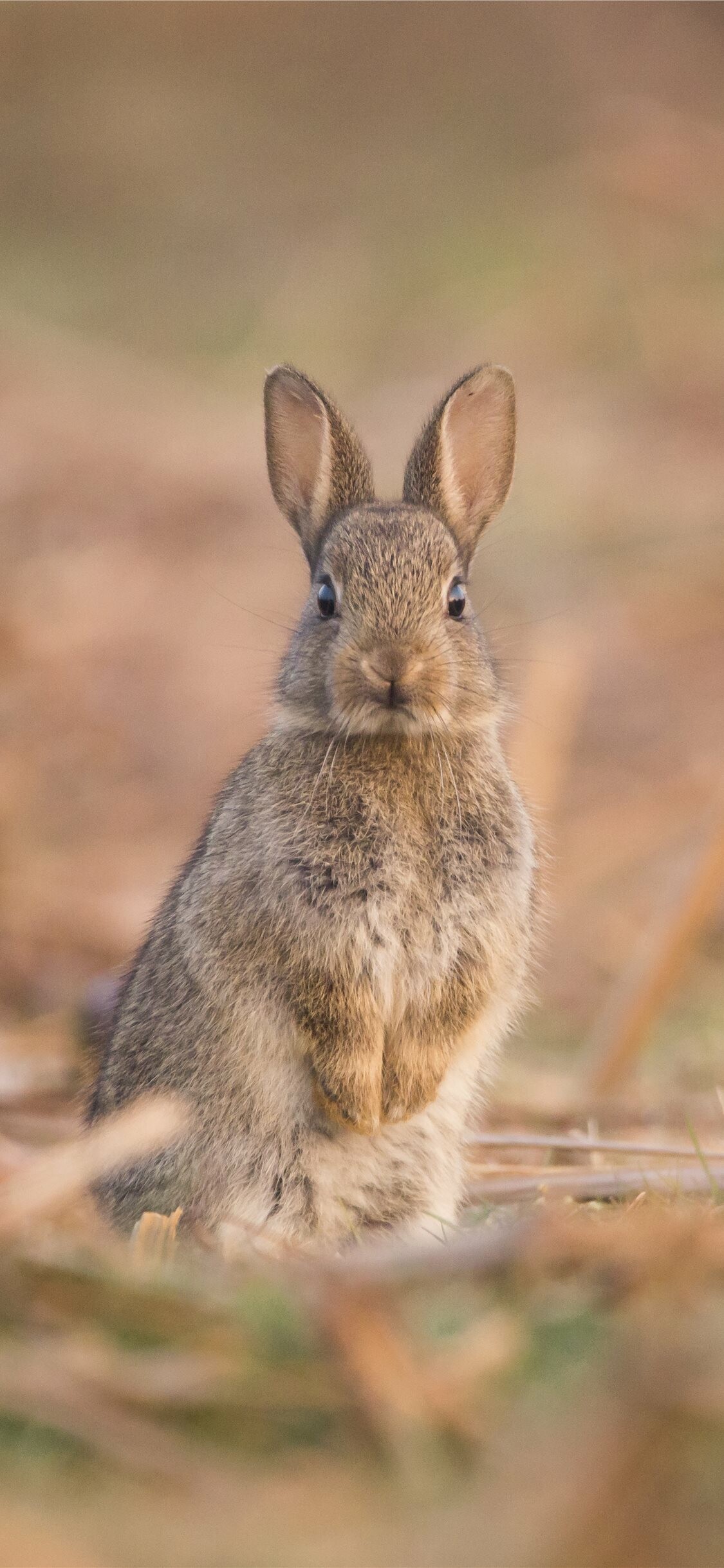 Bunny in spring wallpapers, Samantha Tremblay, 1130x2440 HD Phone