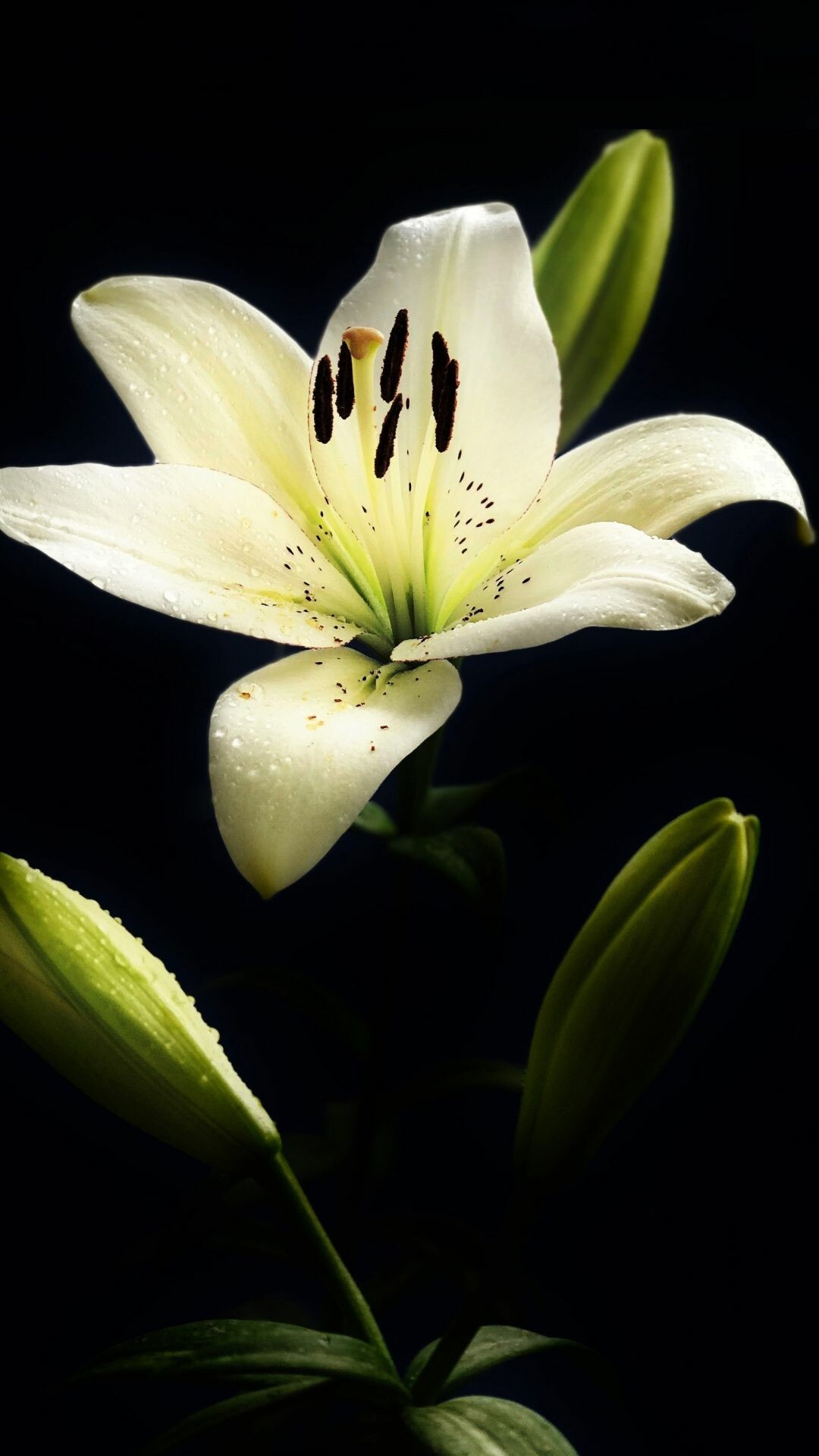 White lilies, Stunning wallpapers, Elegant flowers, Beautiful backgrounds, 1080x1920 Full HD Phone