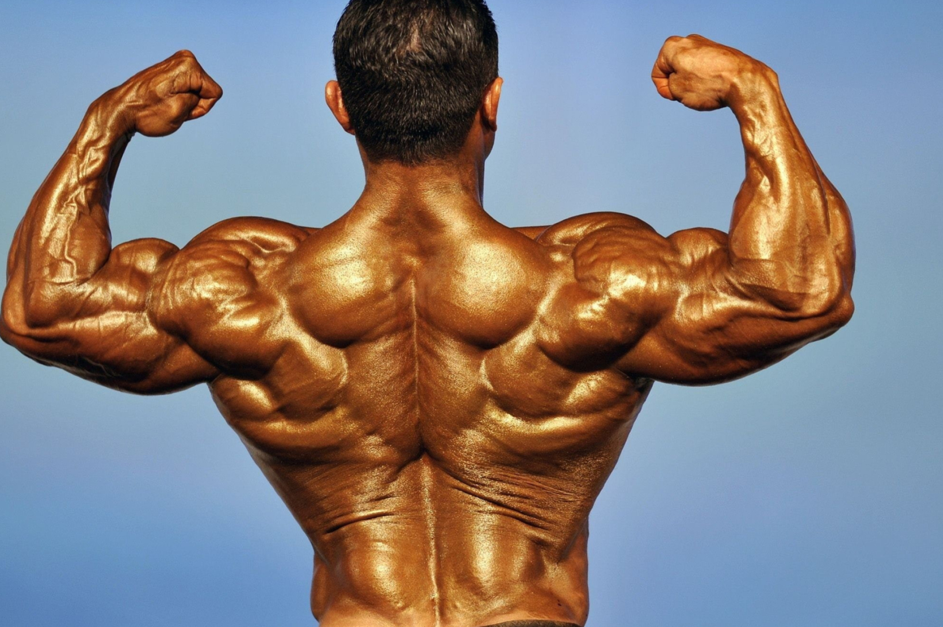 Rear double biceps pose, Muscular back definition, Tanned male bodybuilder, HD Desktop wallpaper