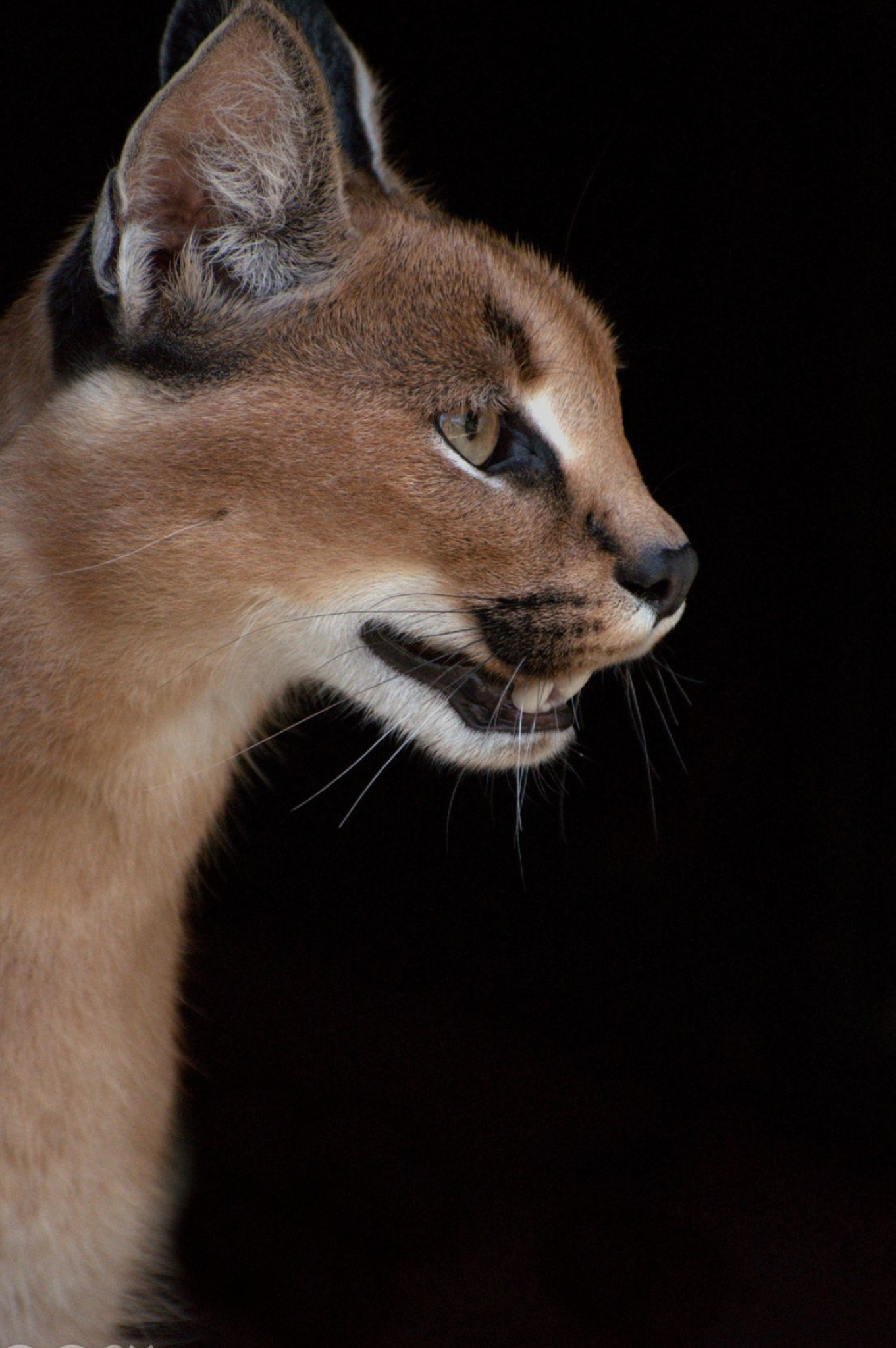 Wilde katten, Intrigerende dieren, Adembenemende caracal, Prachtige dieren, 1370x2050 HD Phone