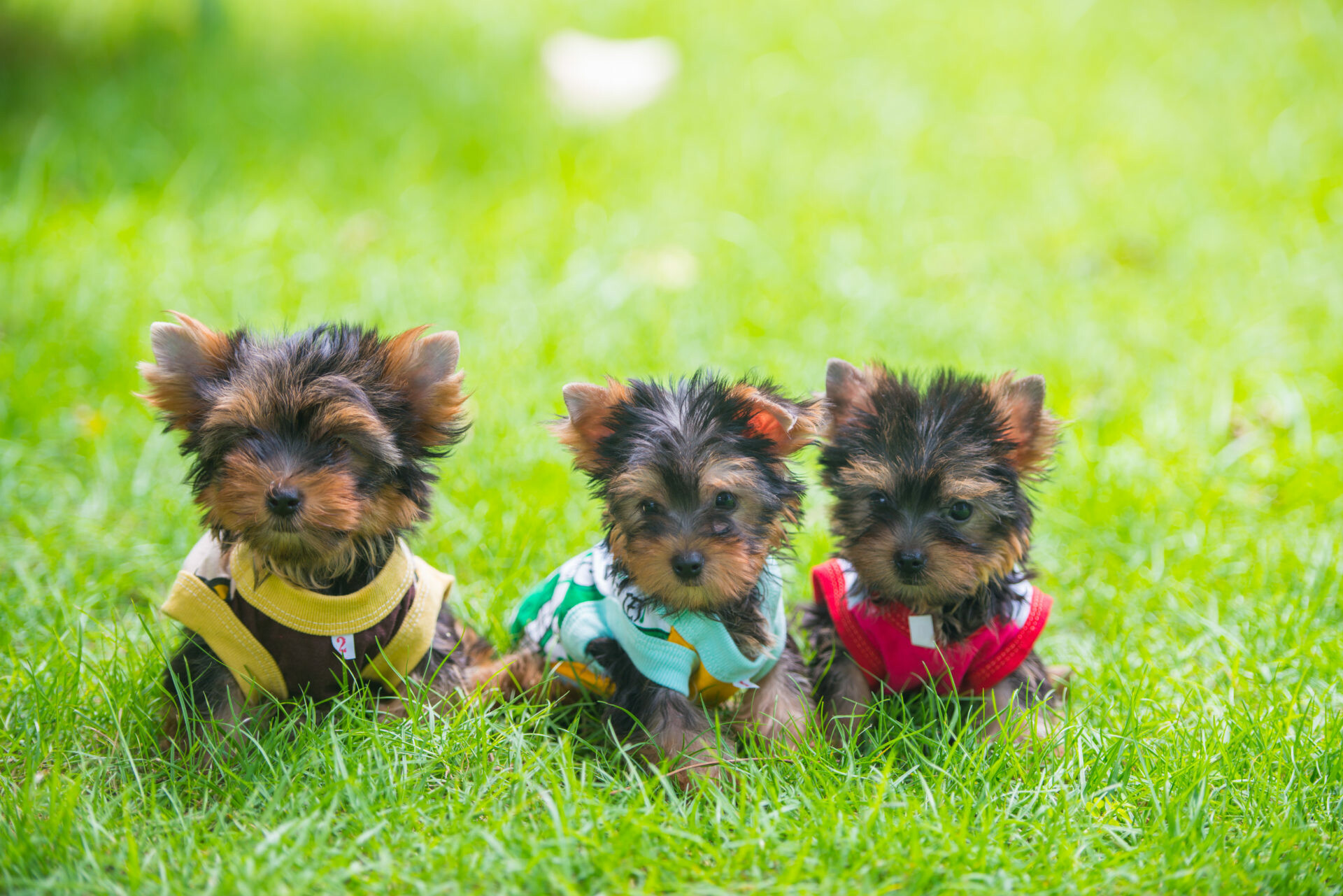 Siblings, Yorkshire Terrier Wallpaper, 1920x1290 HD Desktop