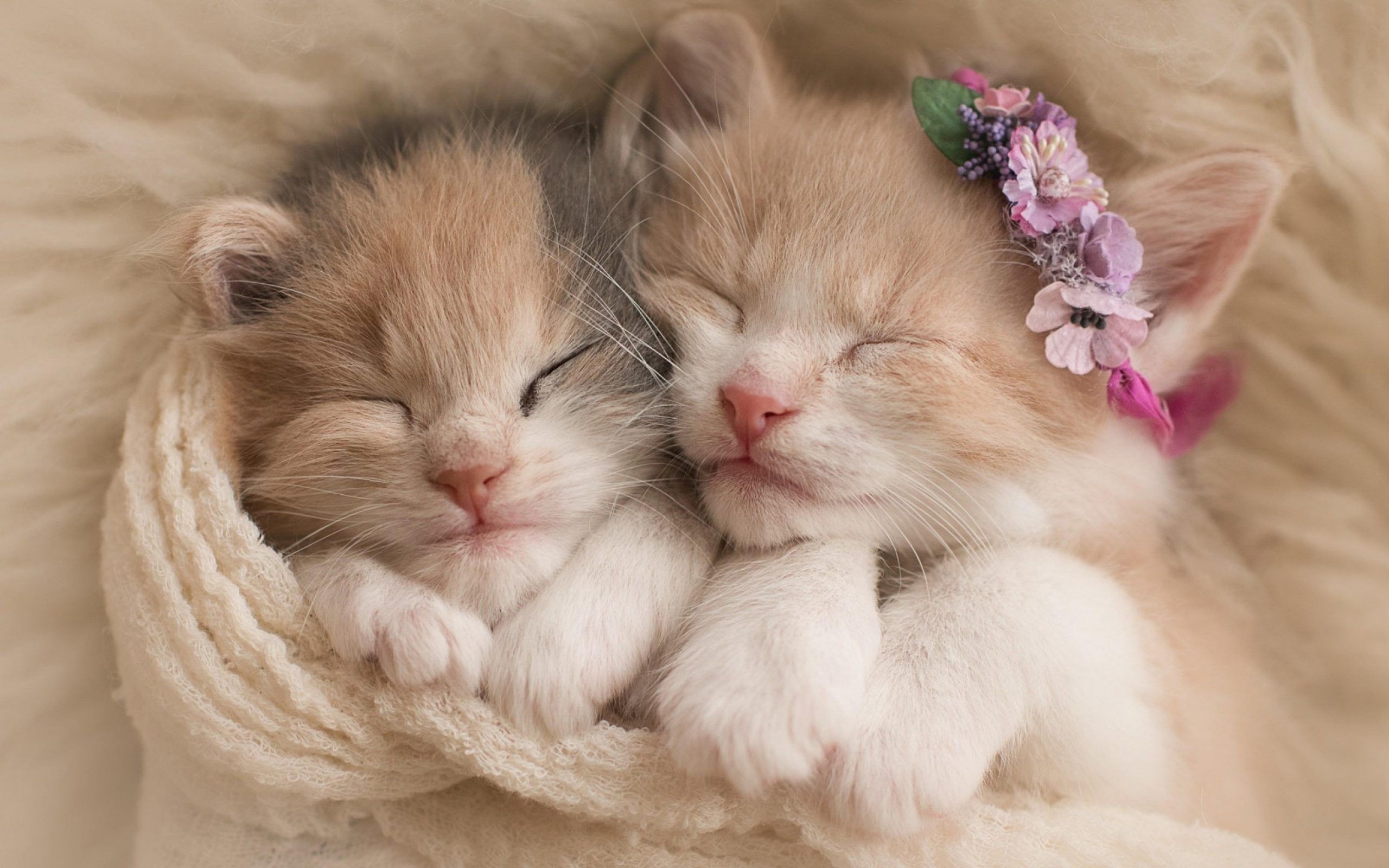 Darling pets, Adorable animals, Charming companions, Precious cuties, 2560x1600 HD Desktop