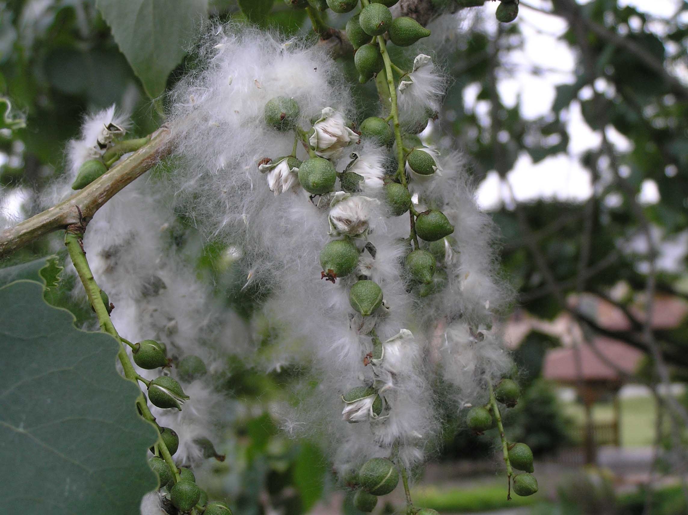 Eastern cottonwood, Purdue Fort Wayne, Tree care, Maintaining health, 2290x1720 HD Desktop