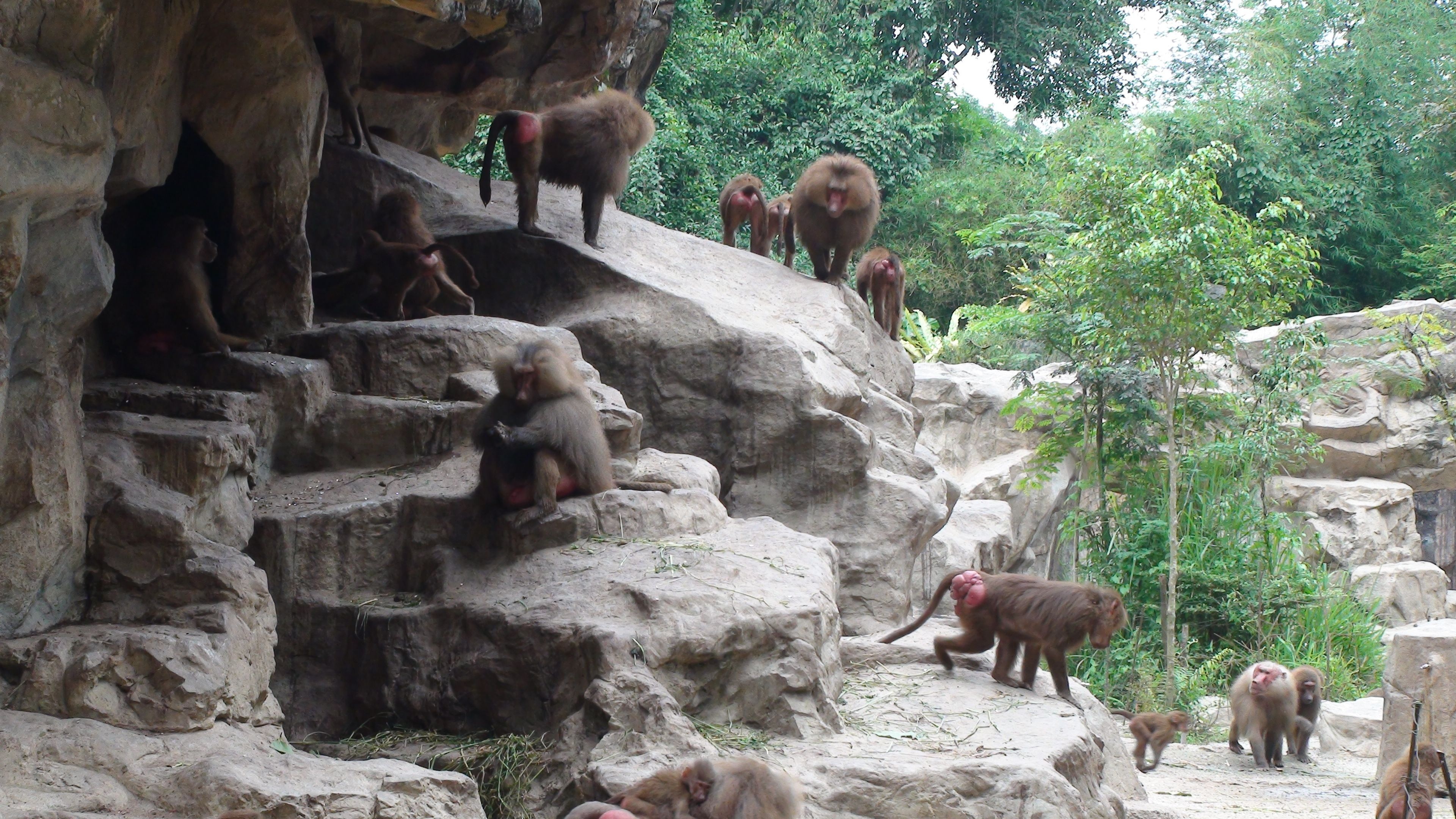 Great Rift Valley exploration, African baboon colony, Fascinating zoo animals, Ethopian wildlife, 3840x2160 4K Desktop