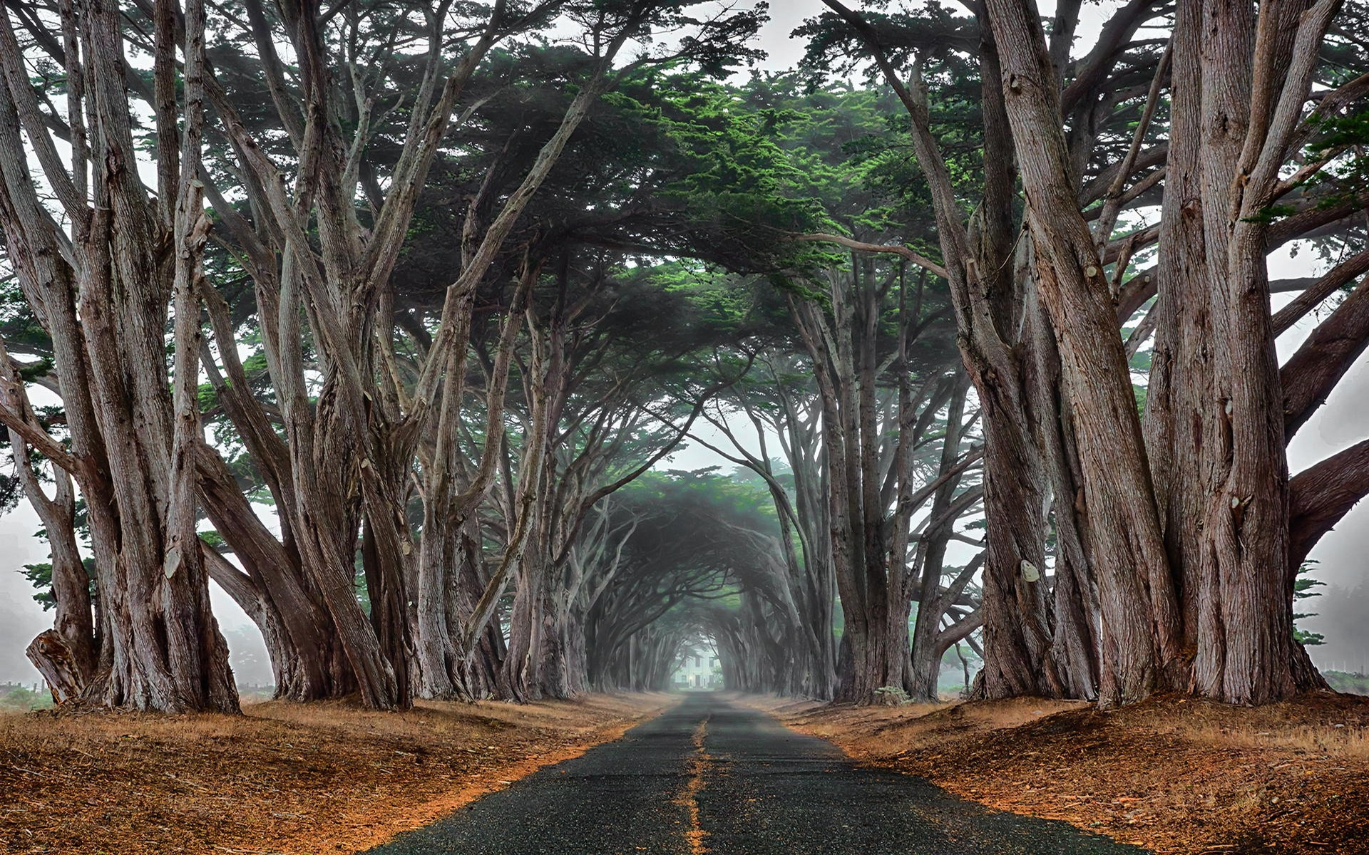 Cypress Tree, Cypress tree road, 1920x1200 HD Desktop