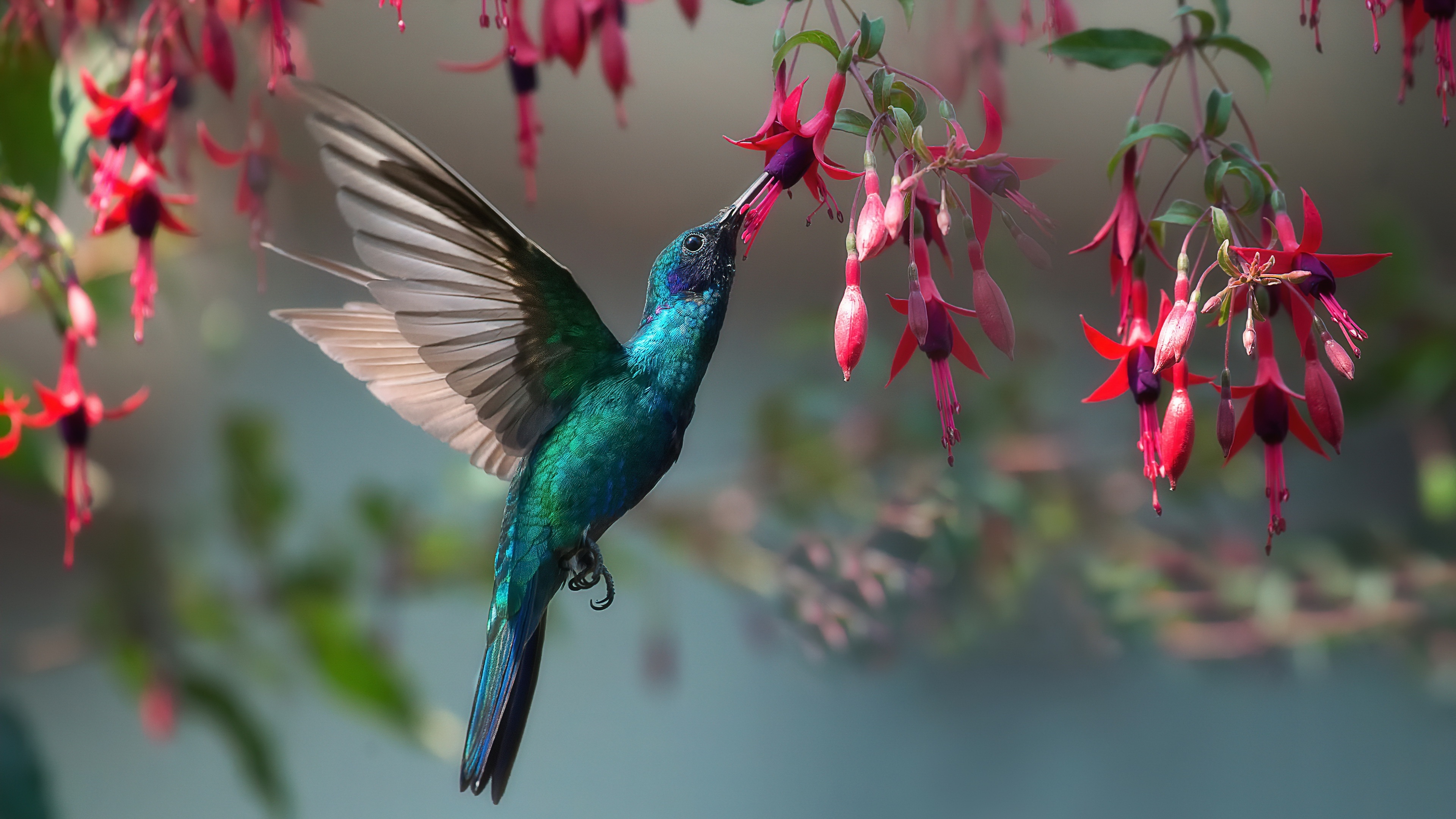 Sparkling Violetear, Hummingbirds Wallpaper, 3840x2160 4K Desktop