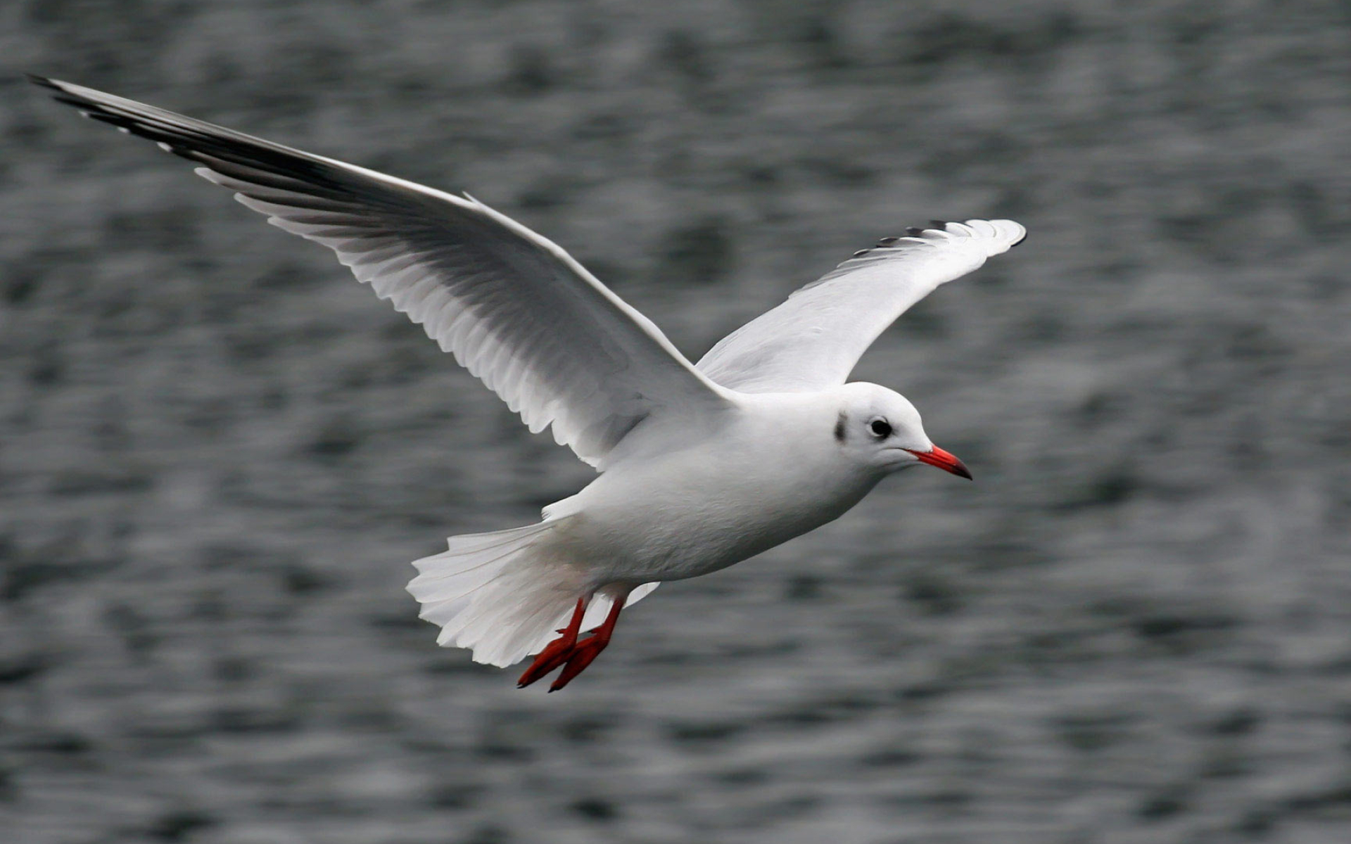 Seagull, Flying, Animal, Wallpaper, 1920x1200 HD Desktop