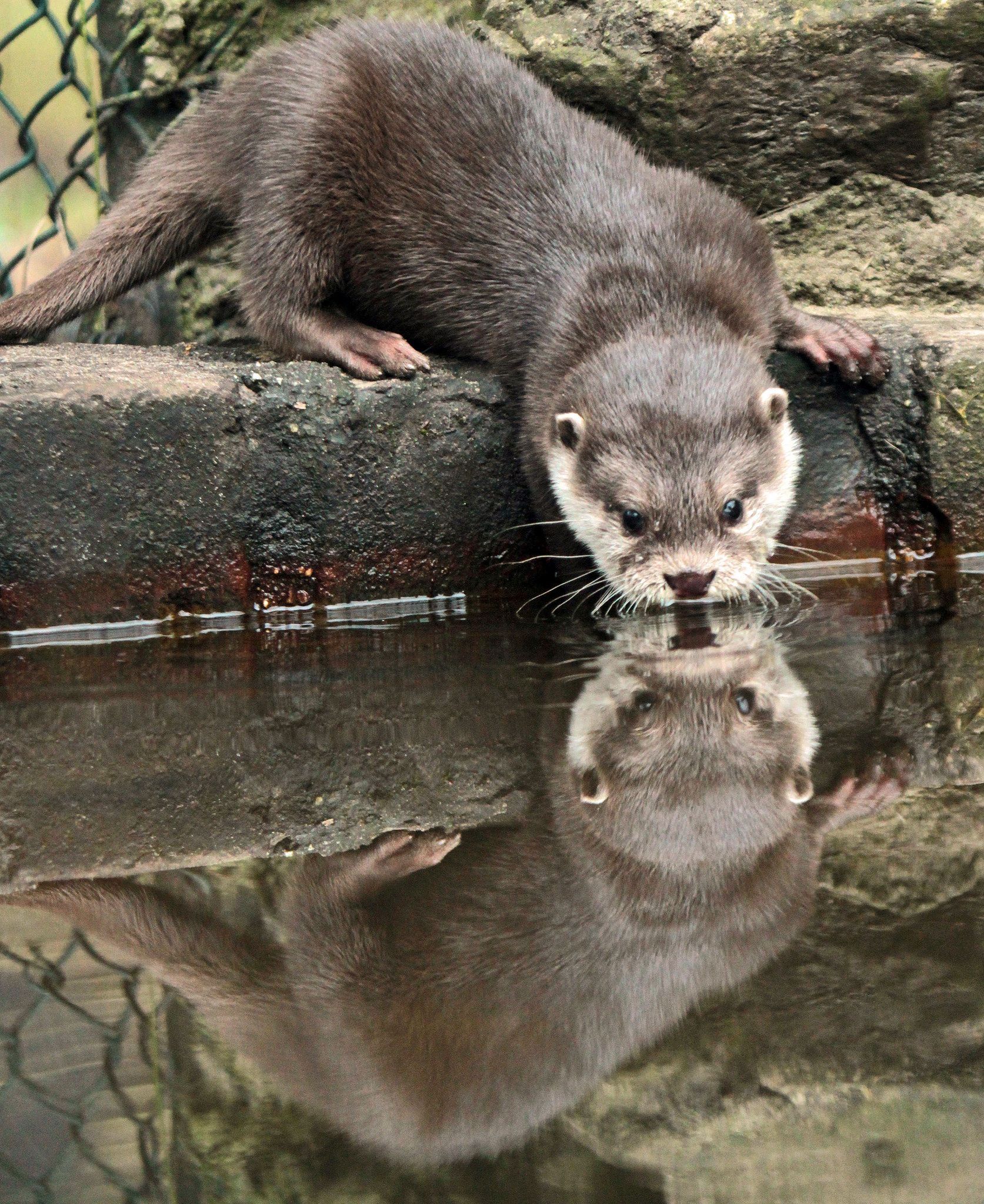 Adorable kleinklauwotter, Fascinating wildlife at Beekse Bergen, Cute otter antics, Enjoy nature's humor, 1680x2050 HD Phone