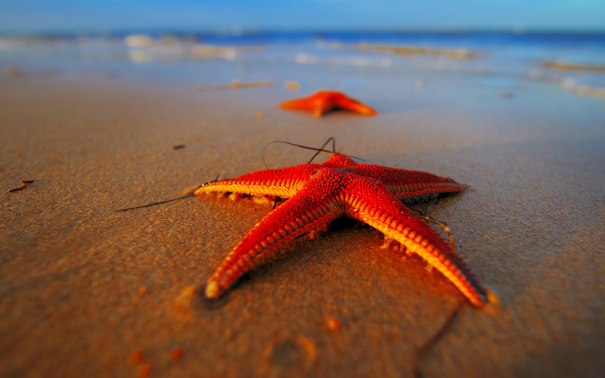 Starfish wallpapers, Beach-themed backgrounds, Oceanic artwork, Marine life-inspired illustrations, 2560x1600 HD Desktop